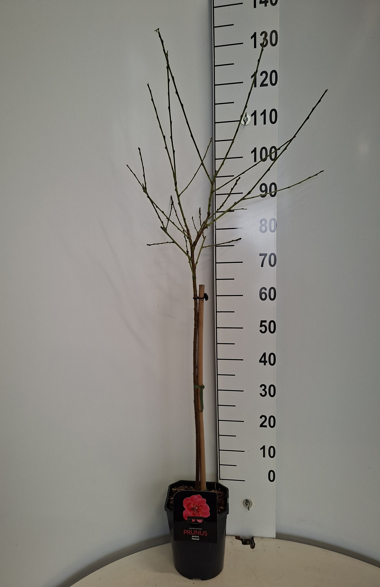 Prunus persica 'Melred', D 21