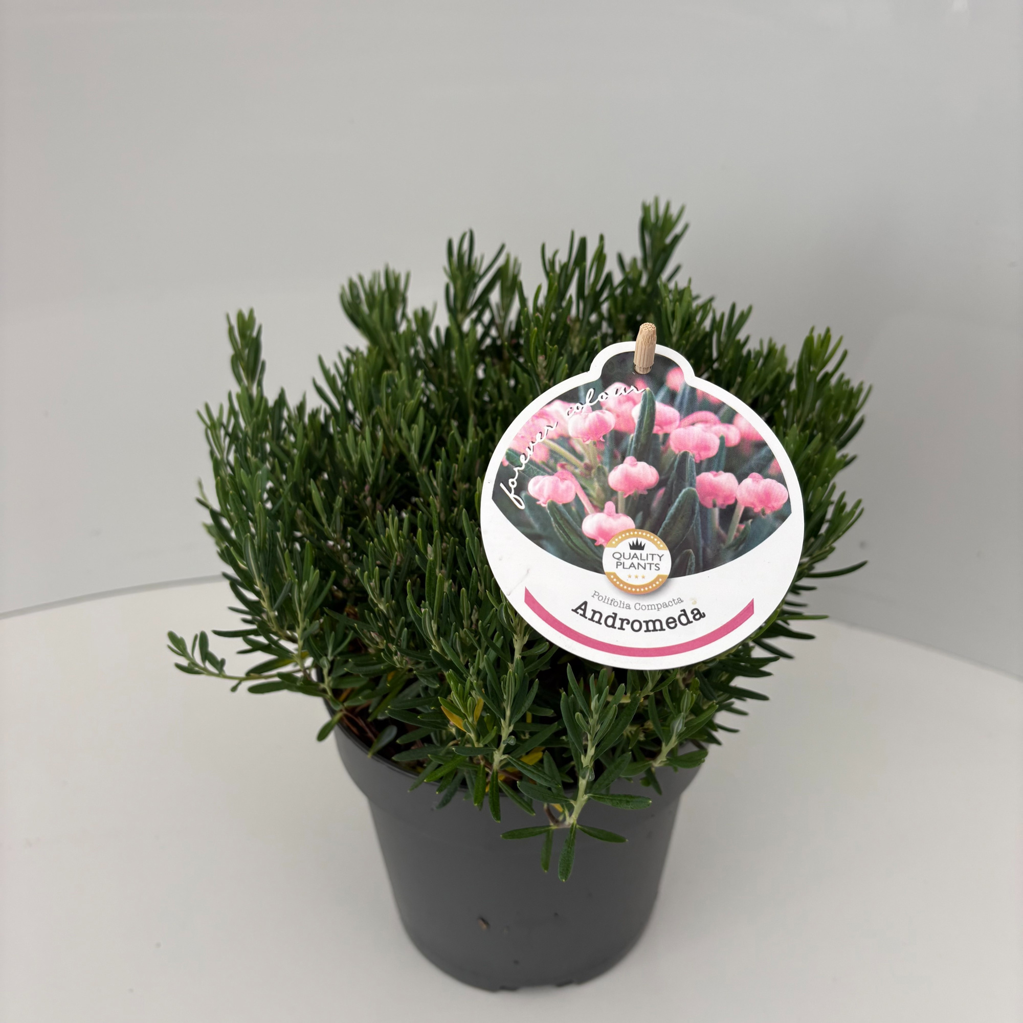 Andromeda polifolia 'Compacta', D 17 cm