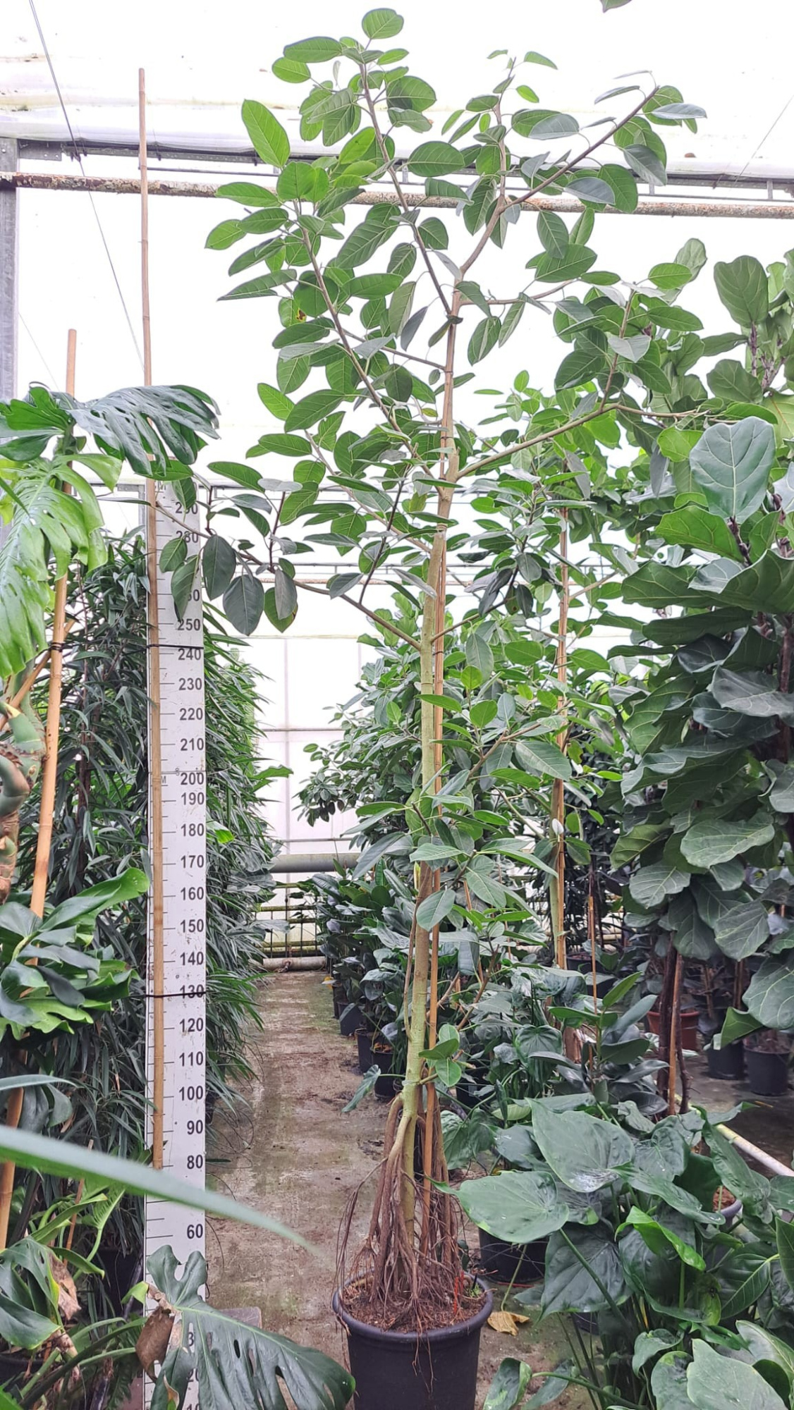 Ficus Altissima stam 2 420, D 50