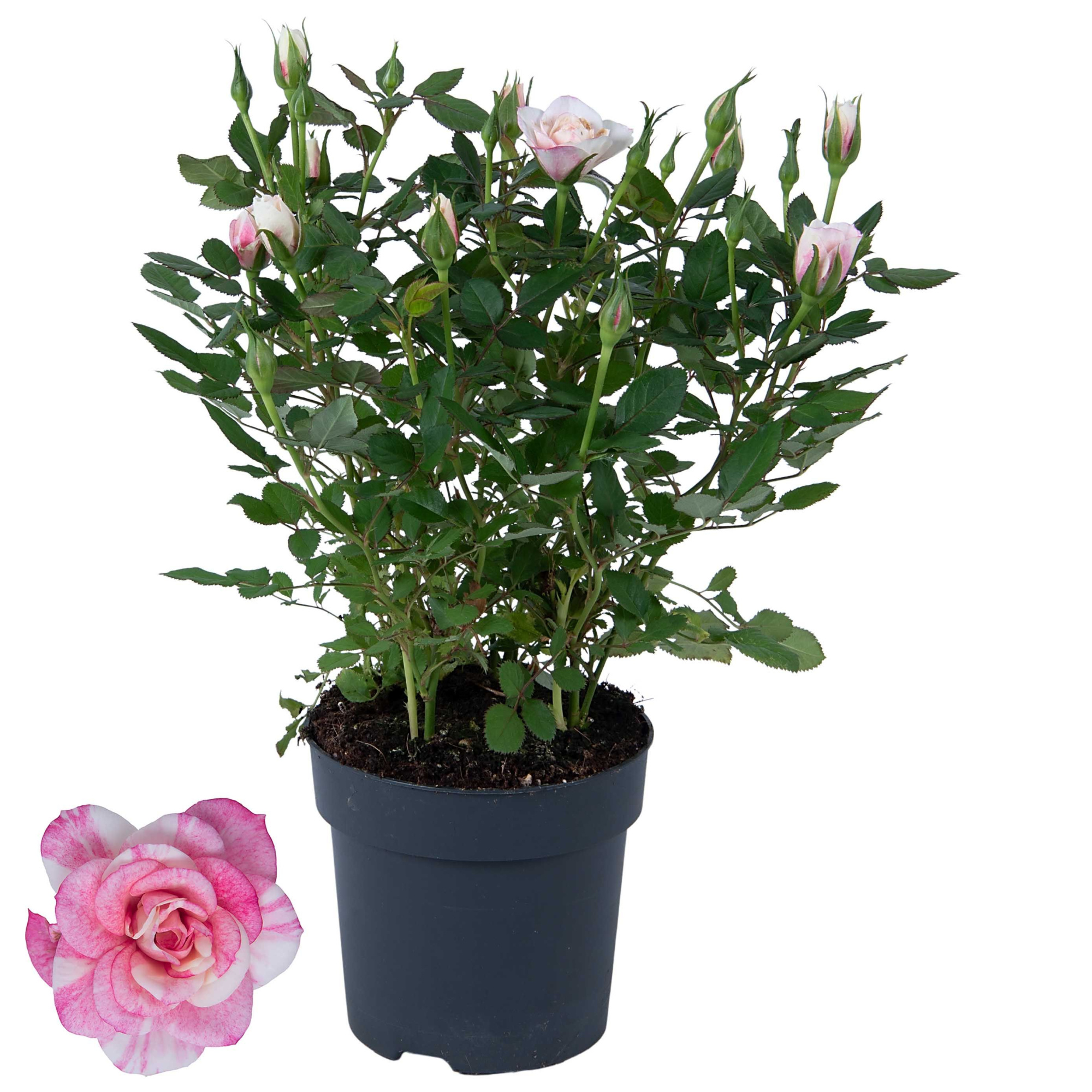Nolina Roses Ø 10,5 cm. Piia st. 0-1, D 10,5