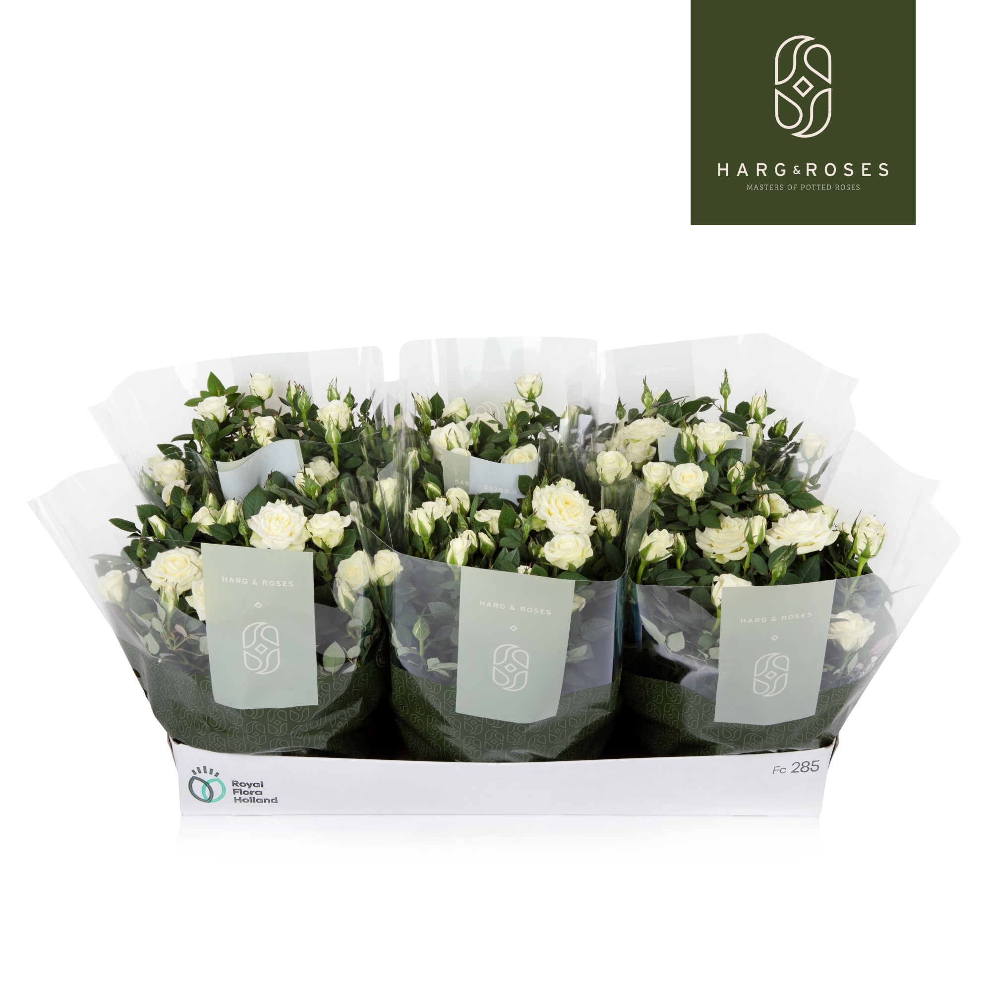 Rosa Kordana Schaal Wit, D 21