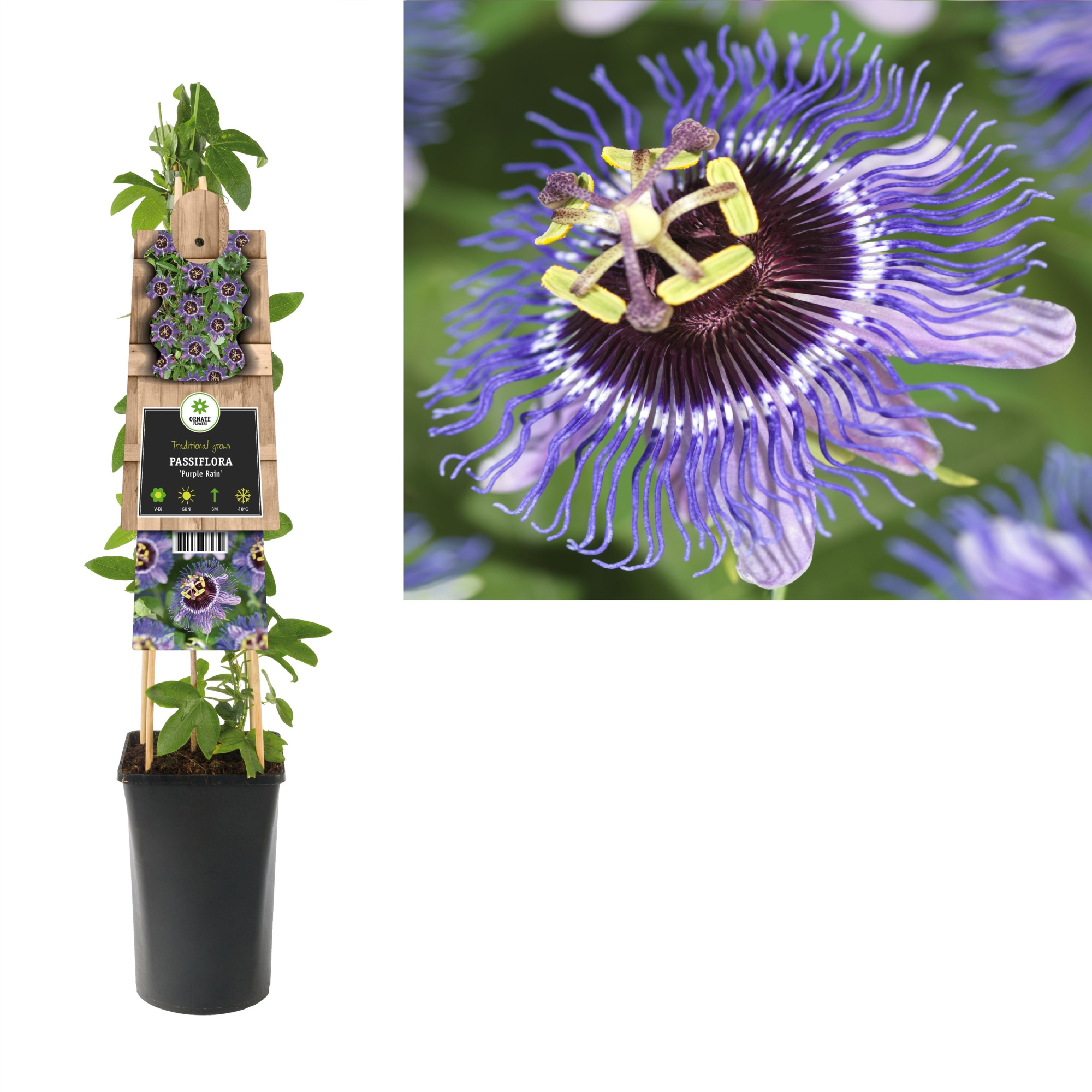 Passiflora 'Purple Rain' +3.0 label, D 17 cm