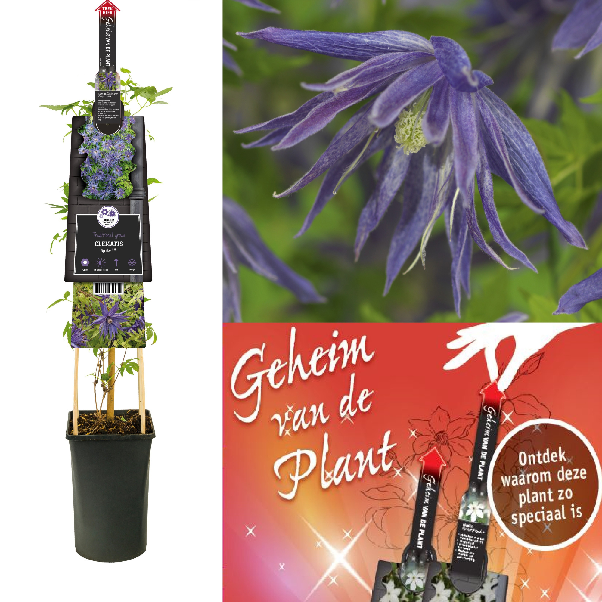 Clematis Spiky PBR +3.0 label+ secret of the plant NL, D 17