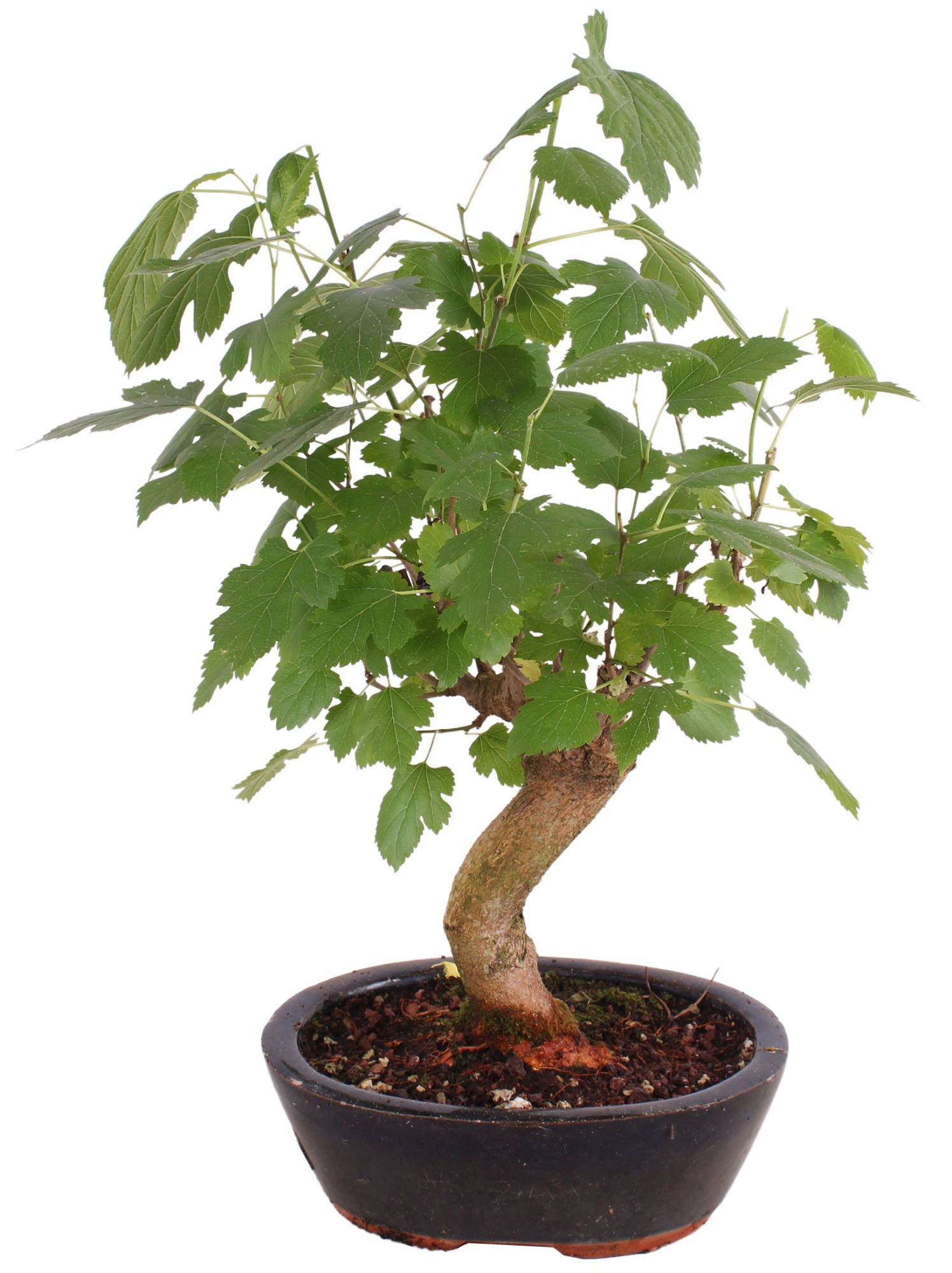 Bonsai Outdoor Deluxe Morus alba ø20cm, D 20 cm