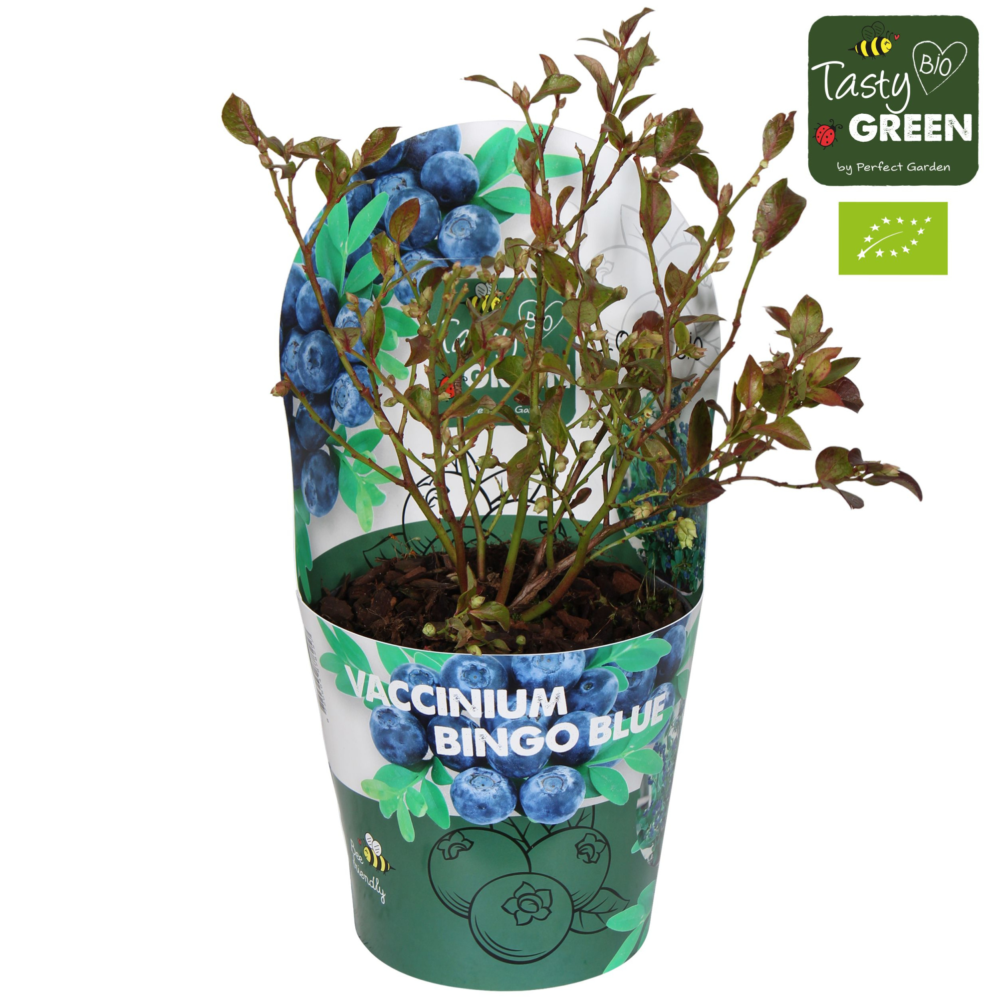 Vaccinium cor. 'Bingo Blue' Bio P14, D 14