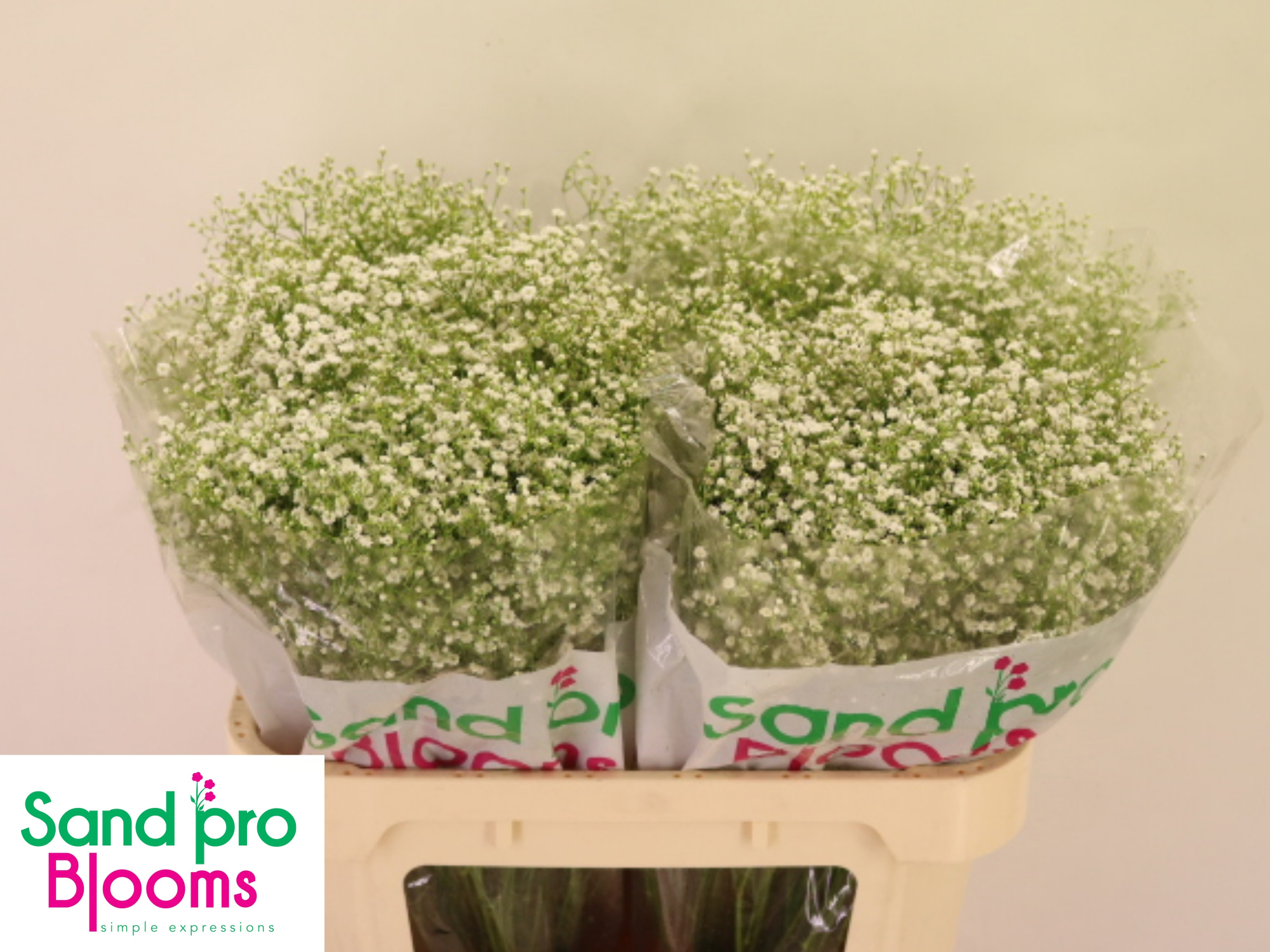 Гипсофила Дискавери 70 (бел.), шт.