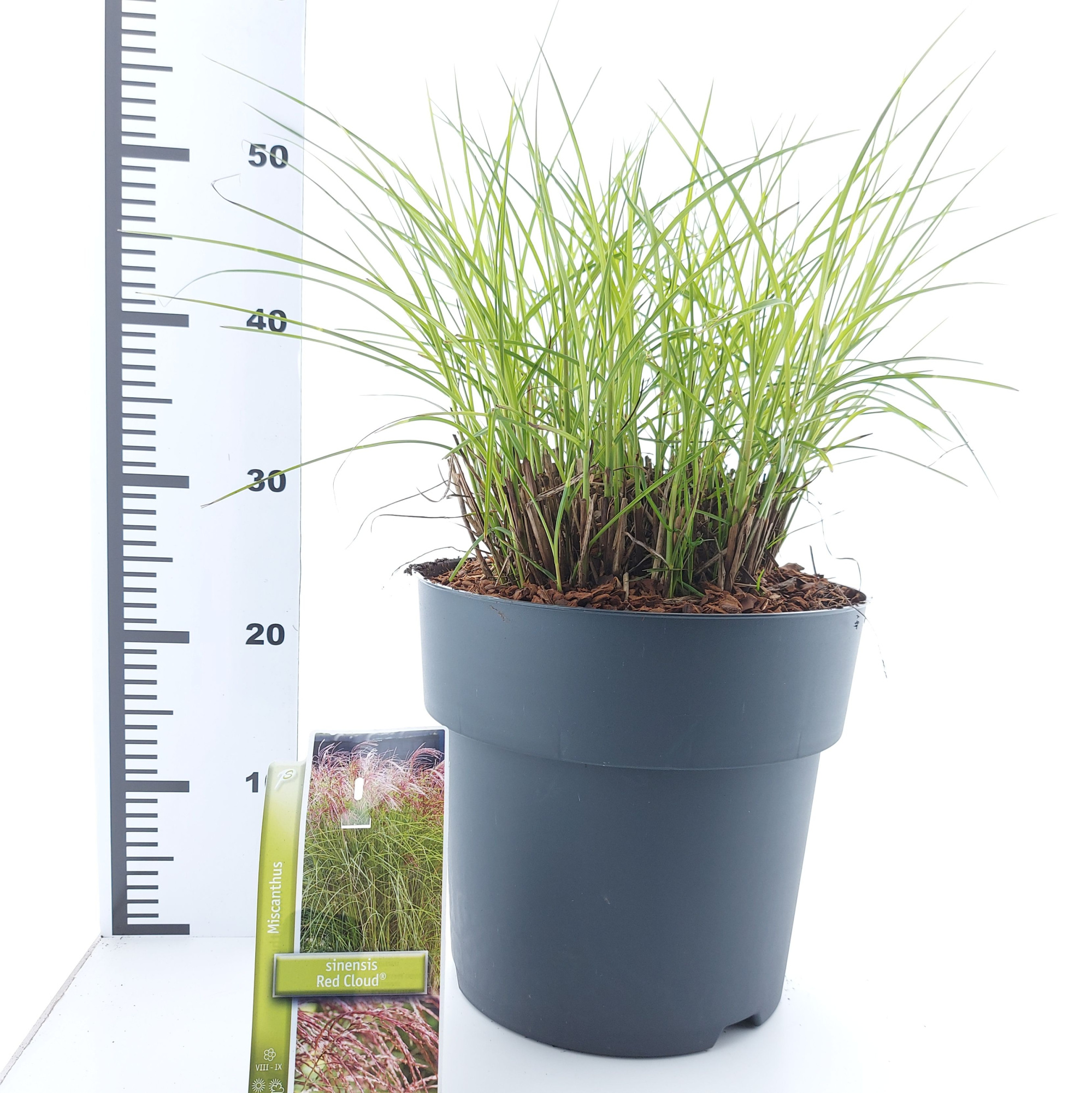 Miscanthus sin. 'Red Cloud', D 29