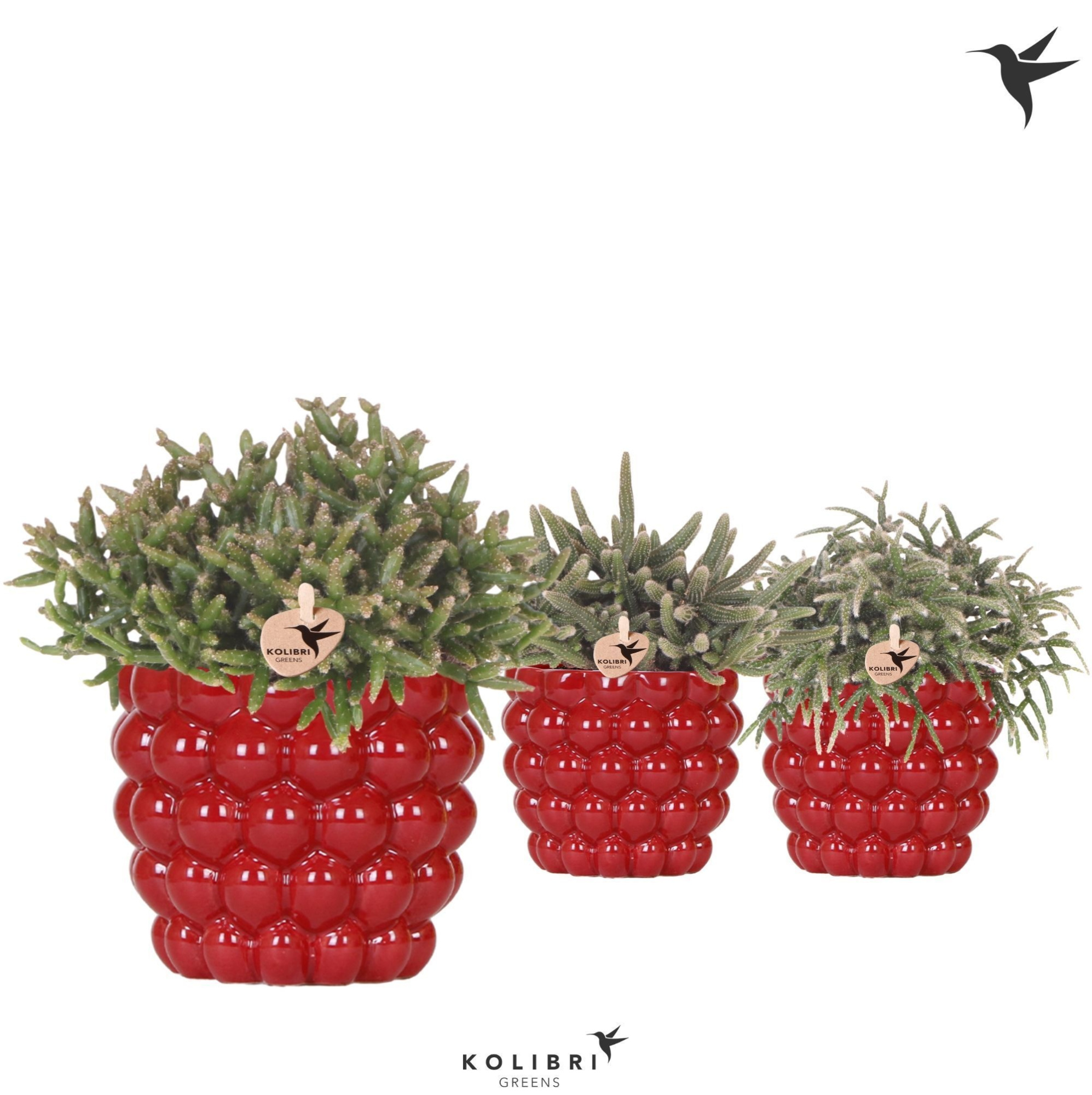 Kolibri Greens Rhipsalis mix in Berry pot, D 12 cm