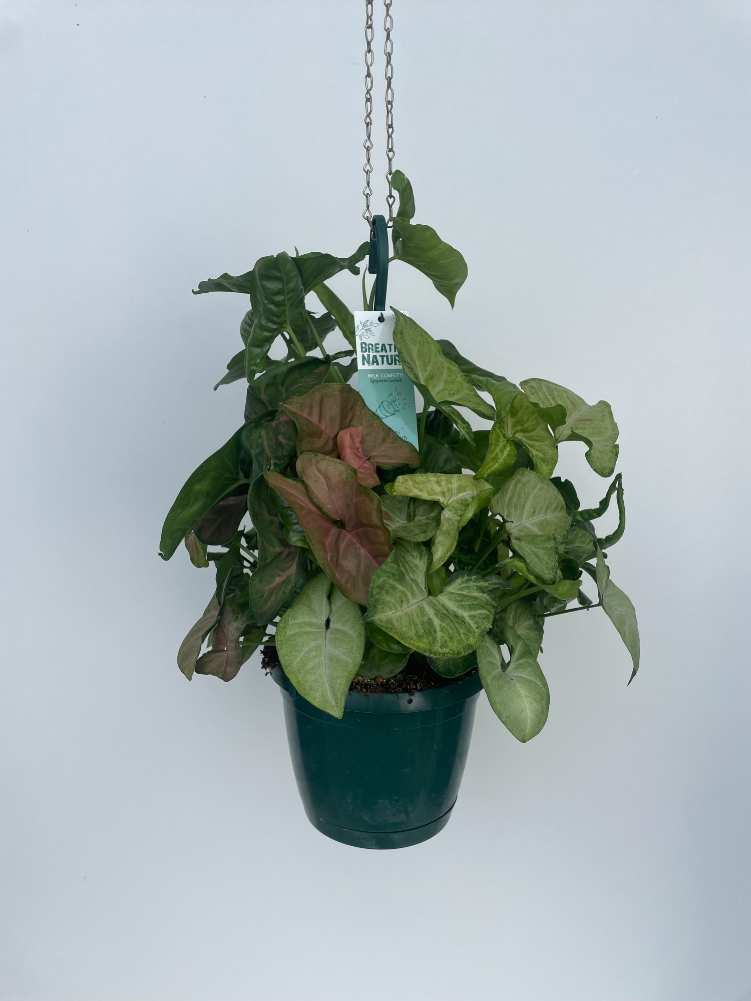 Syngonium MIX 18 cm, D 18 cm