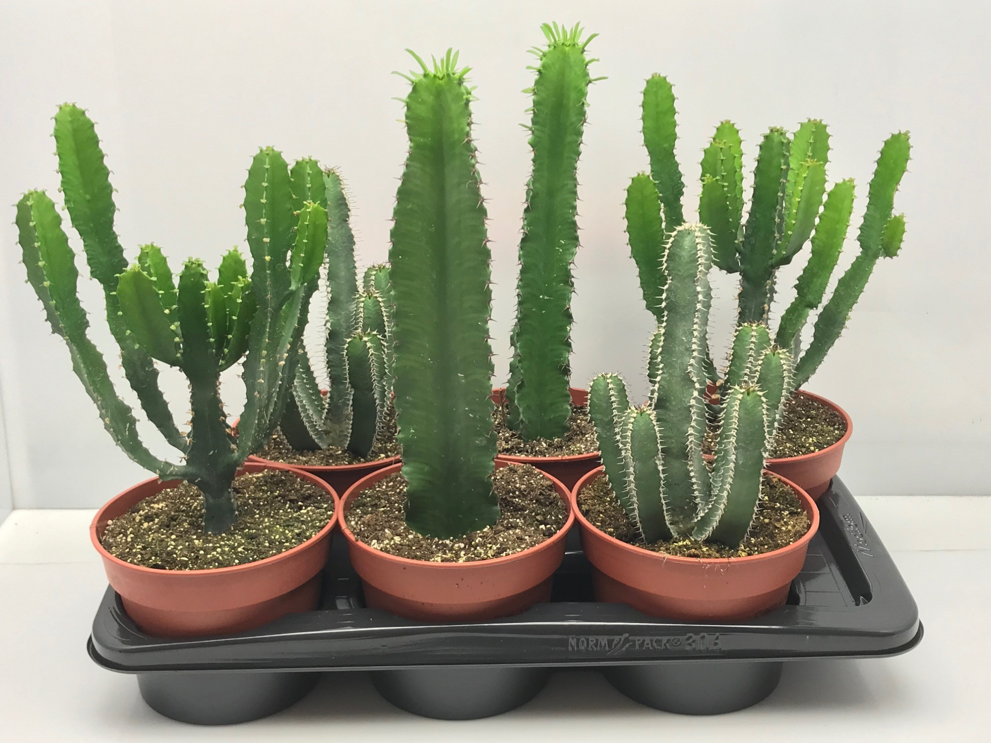 352 Euphorbia mix 17 cm, D 17 cm