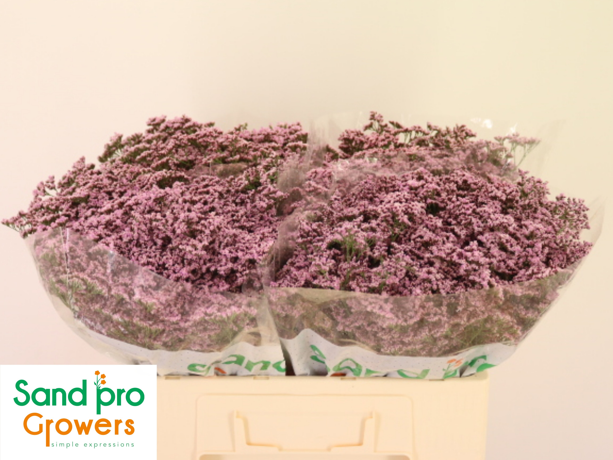 Лимониум Сафора Оши Пинк 50, шт.