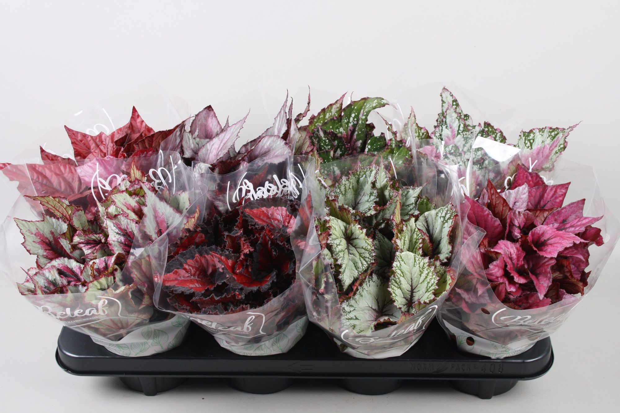 Begonia Beleaf Mix met Bemita PZa2 keuring, D 12 cm