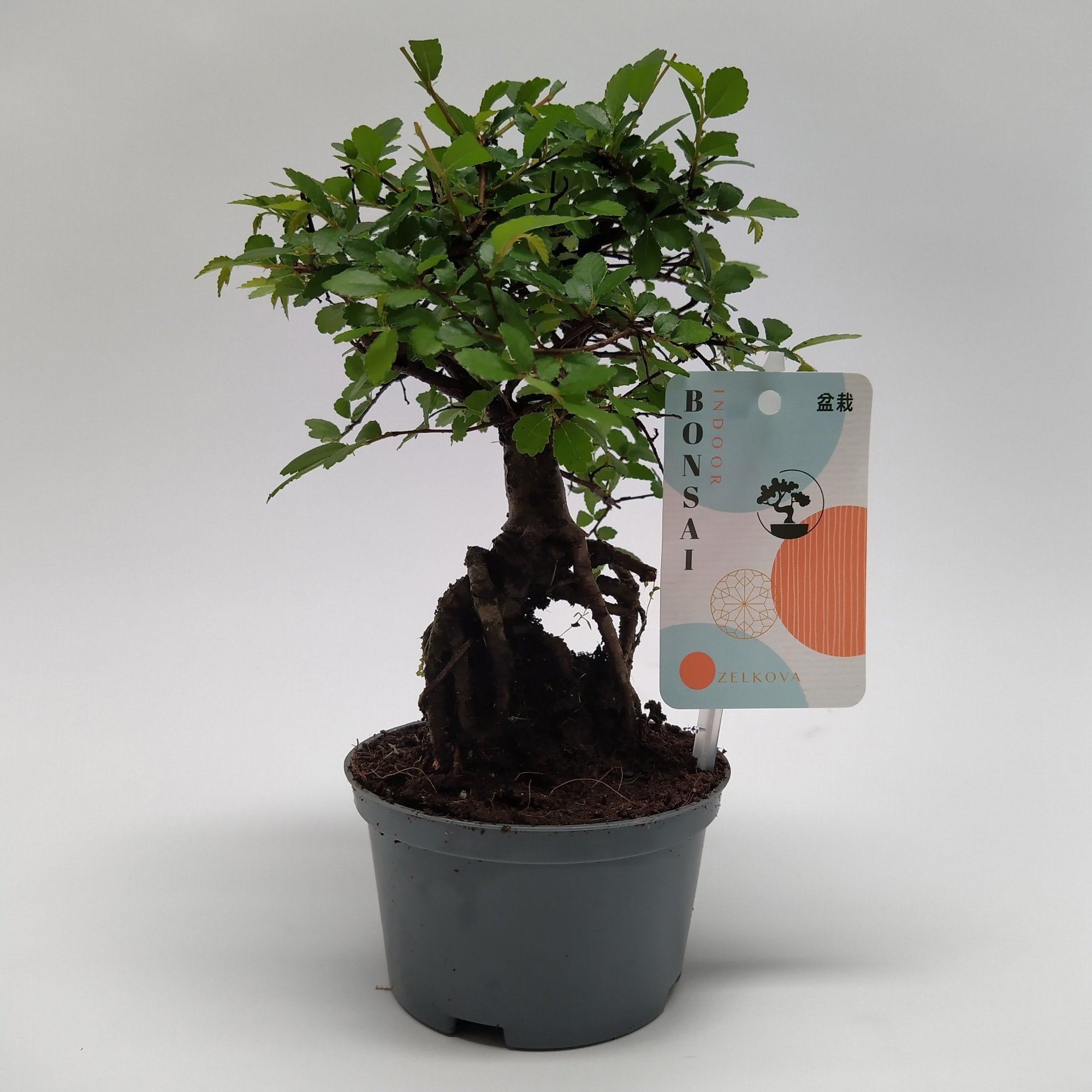 Zelkova Bonsai teeltpot 10 cm, D 10 cm
