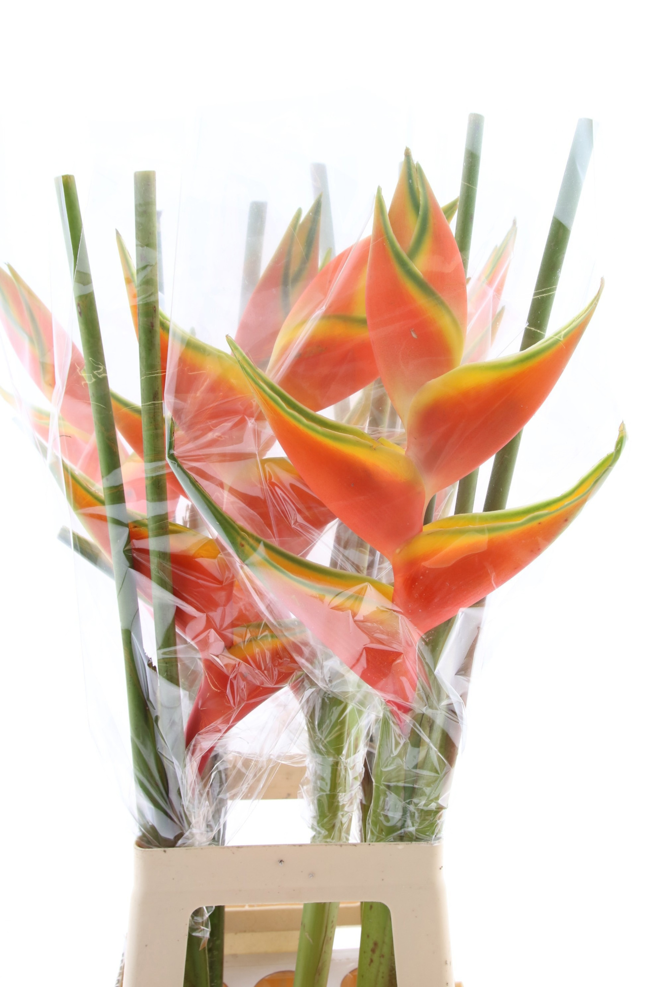 Геликония Овериг 90, шт.