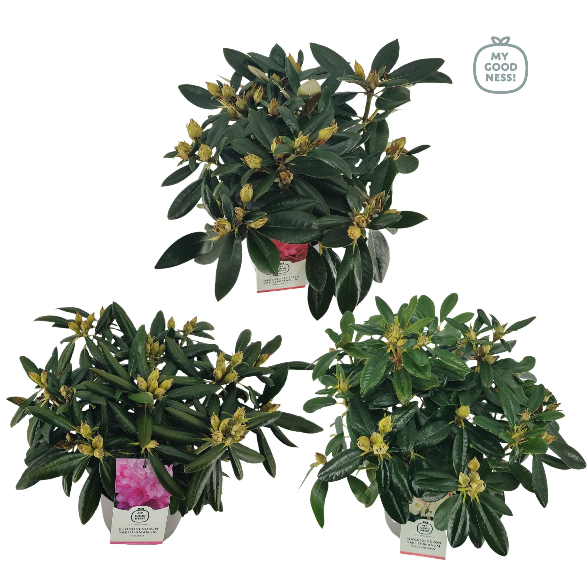 Rhododendron 30-40 /4 liter 'Mix' yakushimanum, D 21 cm