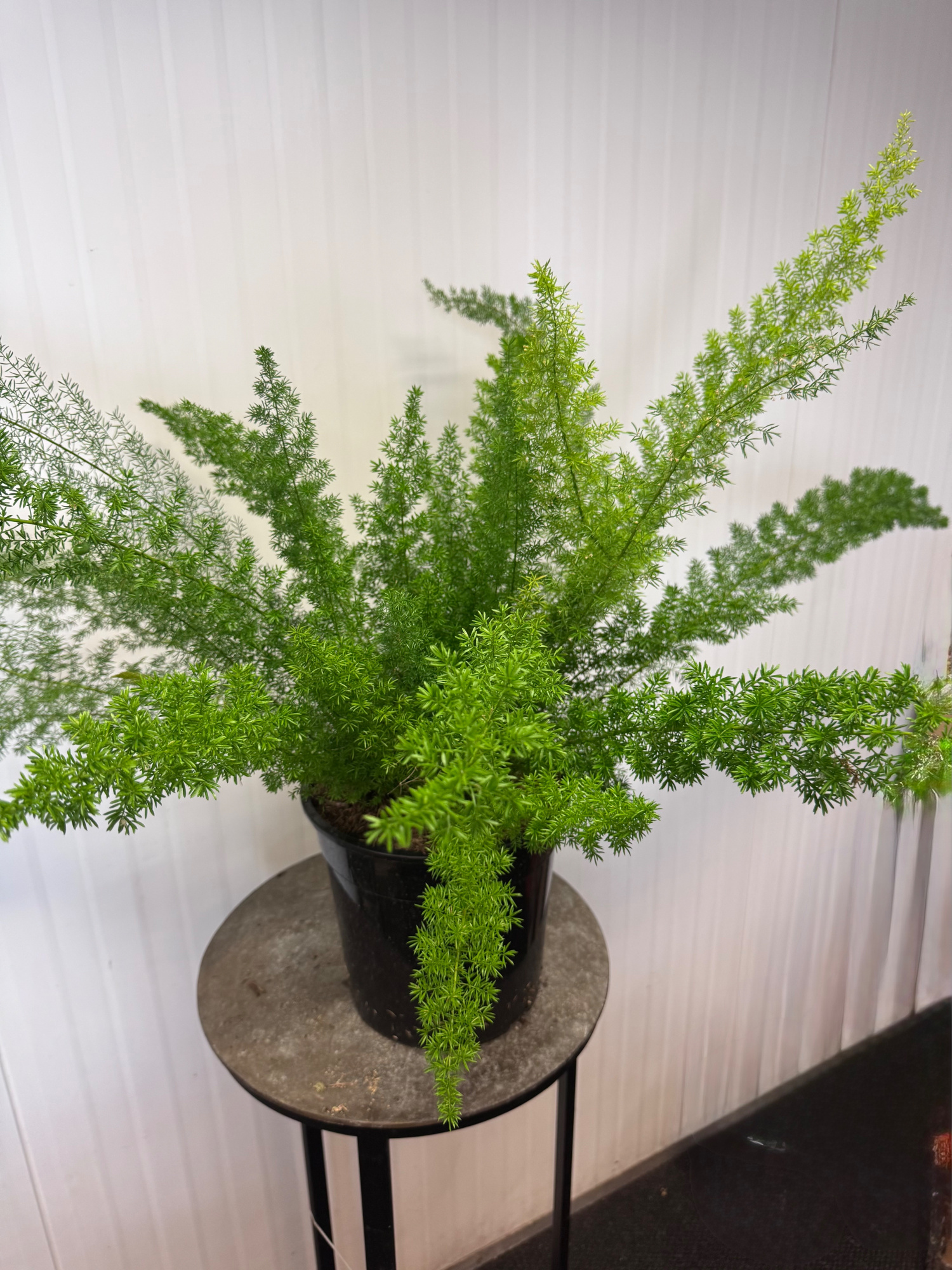 Asparagus Meyeri, D 29 cm