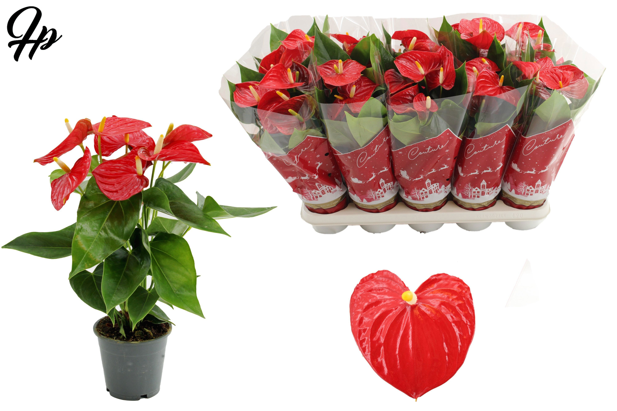 Anthurium 12 cm Esudo in Couture Christmas sleeve, D 12