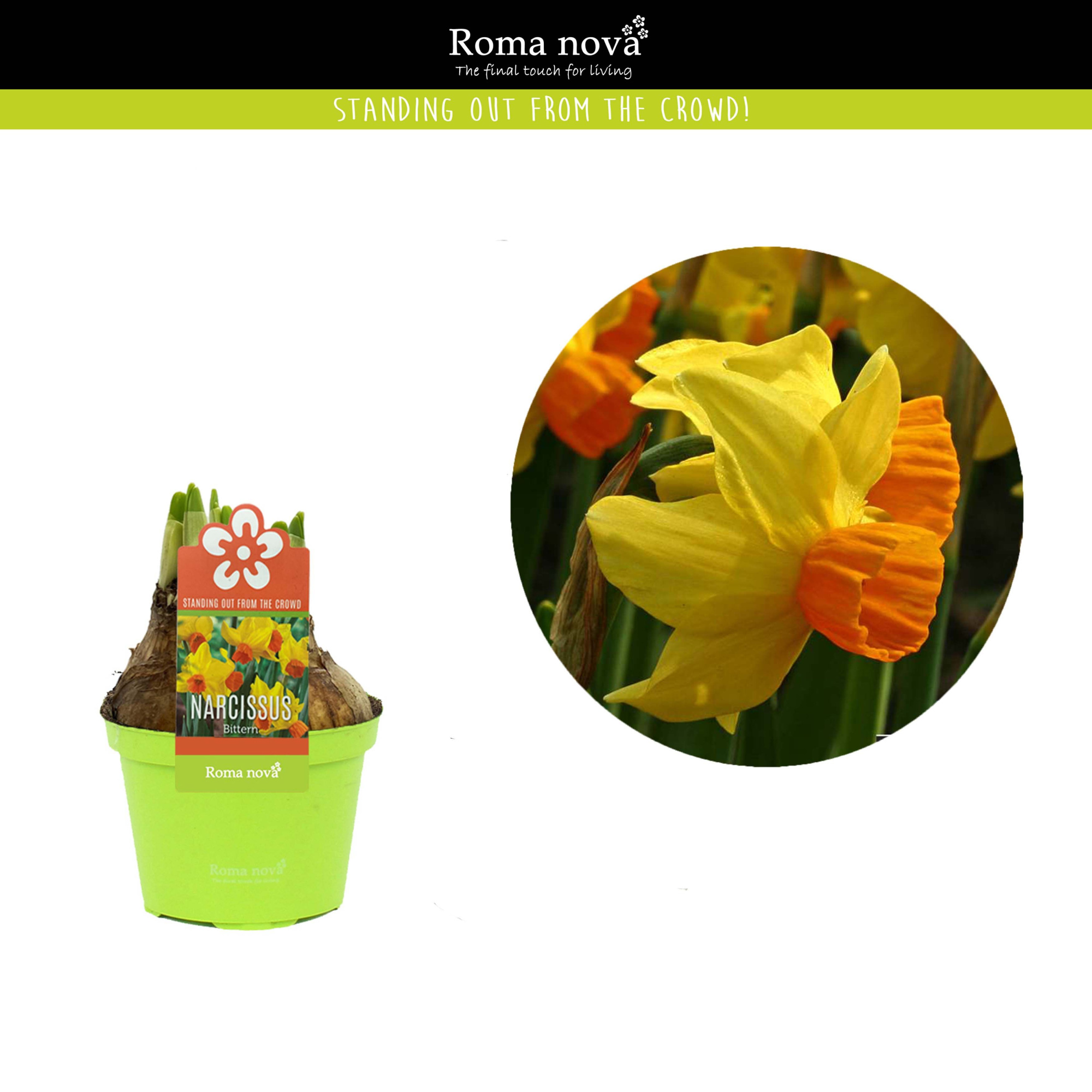 Narcissus Bittern 9cm, D 9