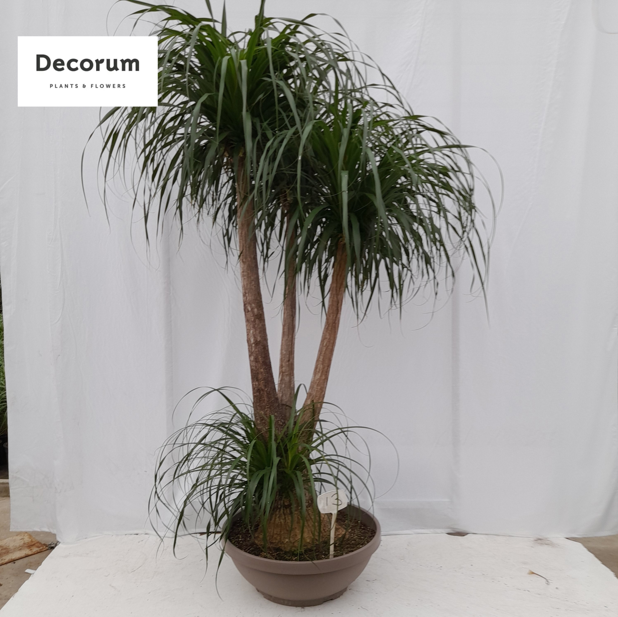 Beaucarnea vertakt op nummer 13, D 60