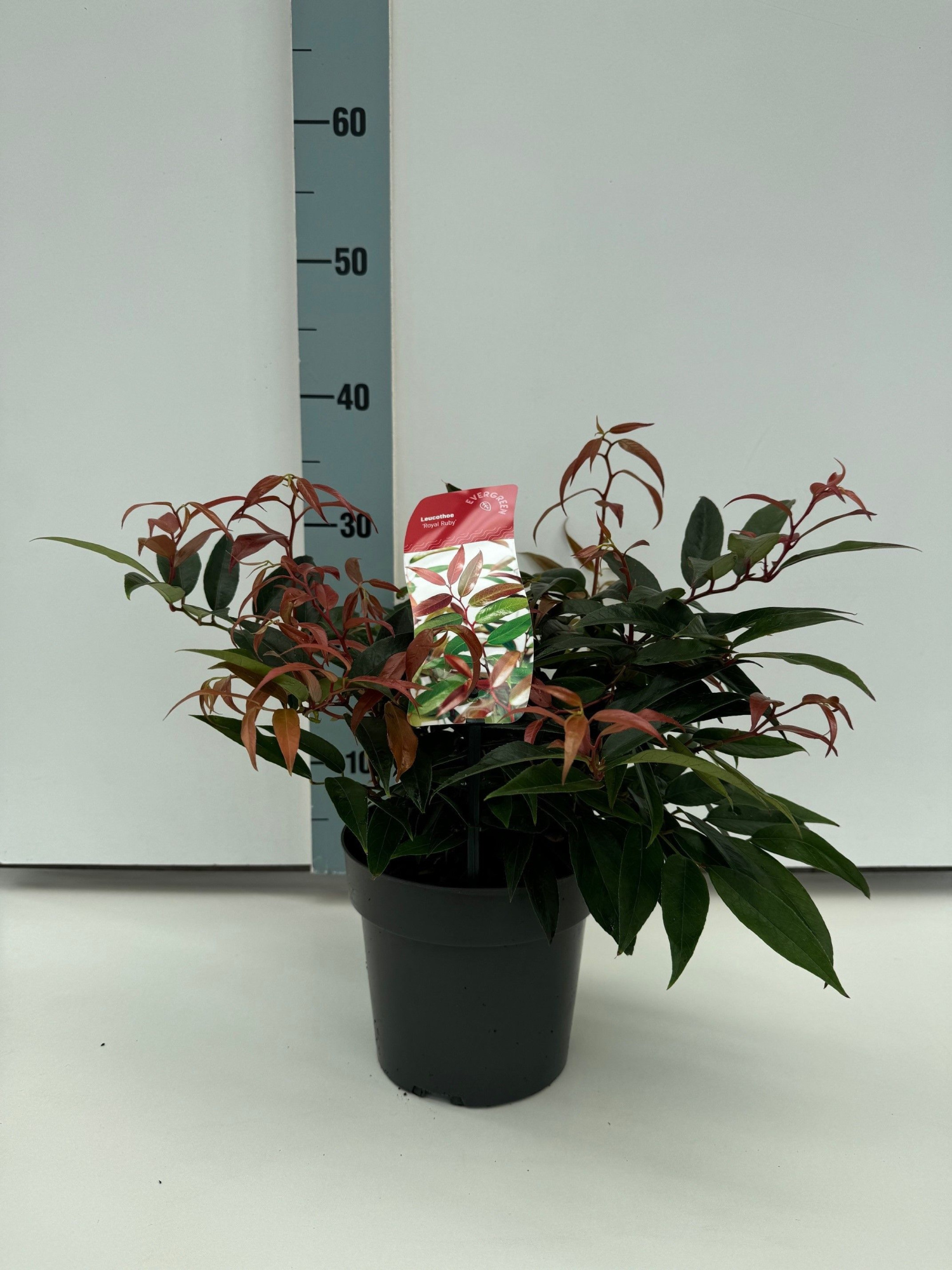 Leucothoe keiskei 'Royal Ruby', D 17 cm
