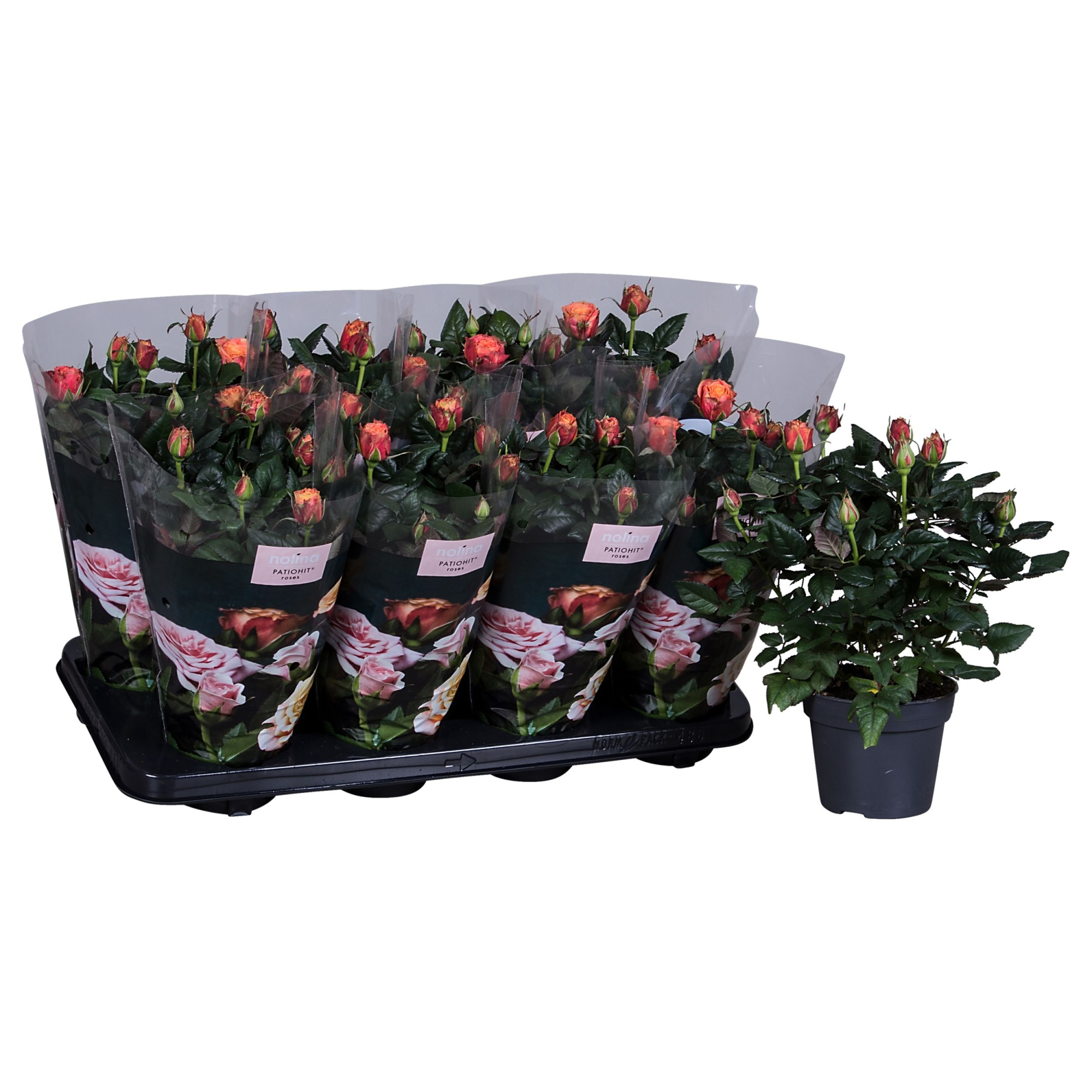 Nolina Roses Ø 13 cm Orange st. 0-1, D 13 cm