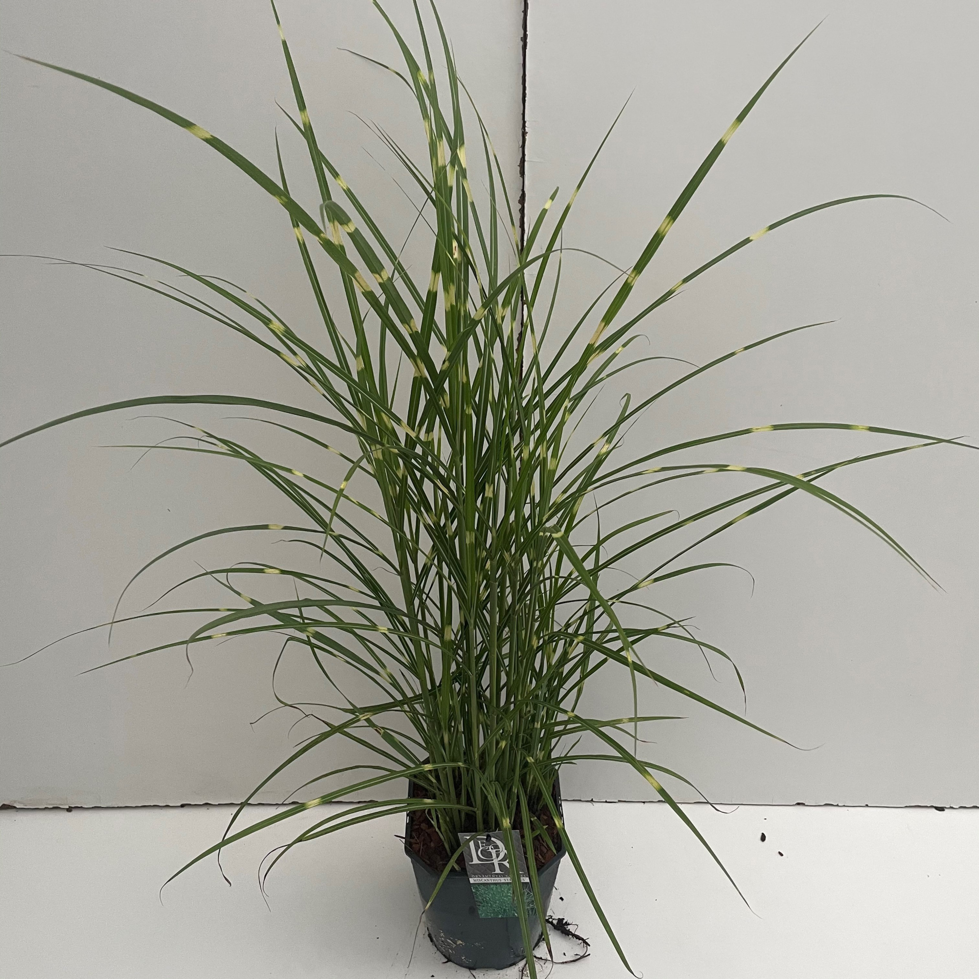 Miscanthus 'Strictus', D 23 cm