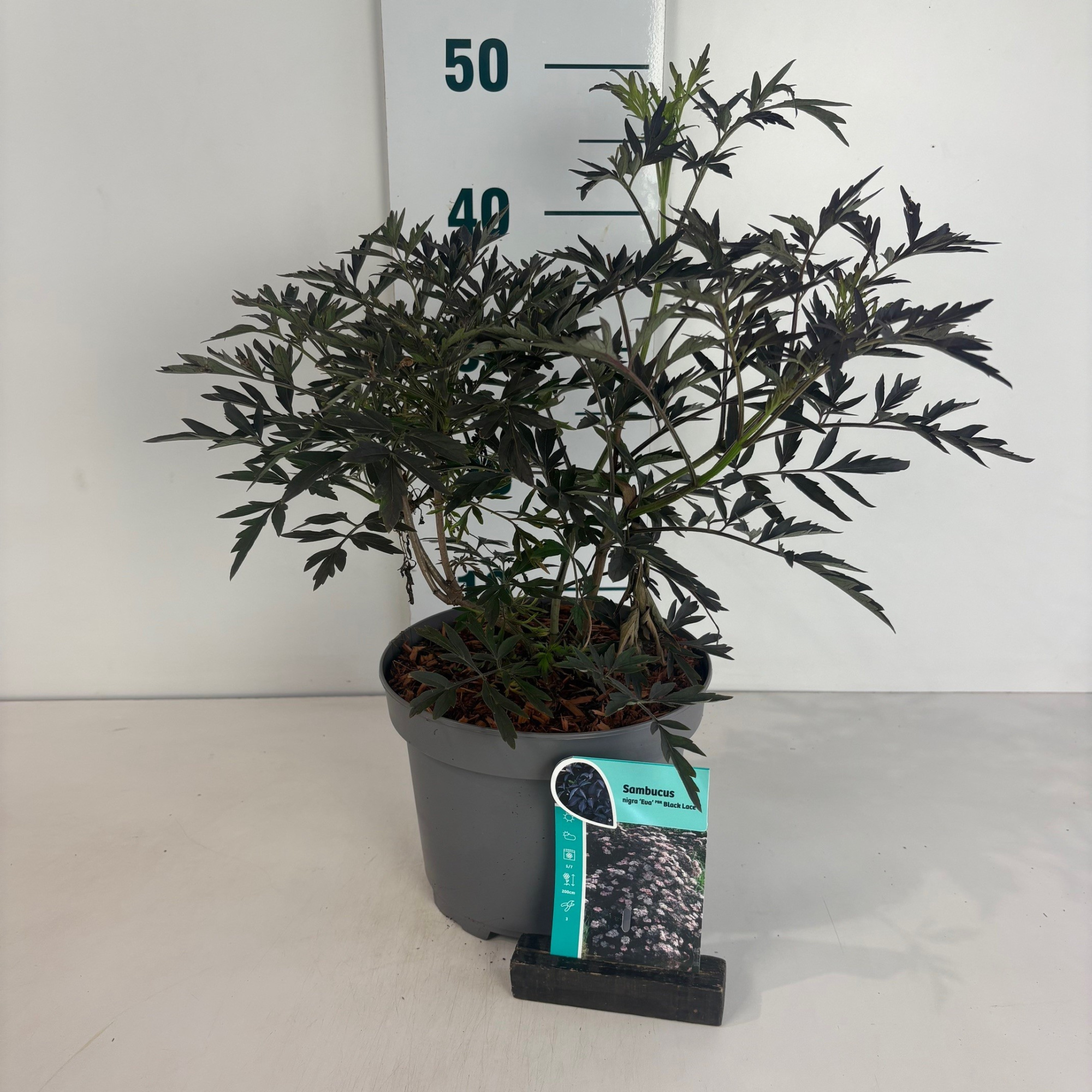 Sambucus nigra Black Lace, D 20 cm