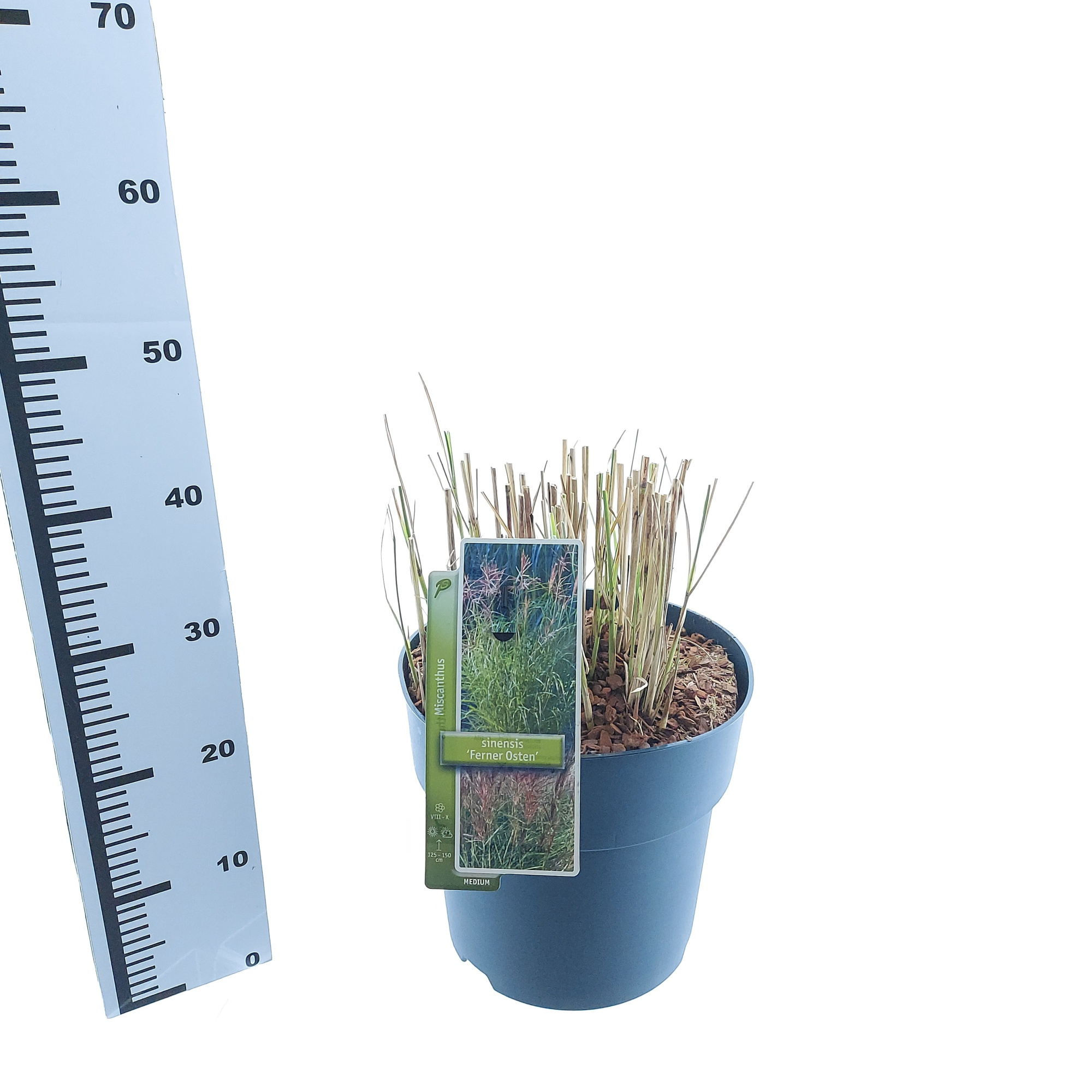 Miscanthus sin. 'Ferner Osten', D 29