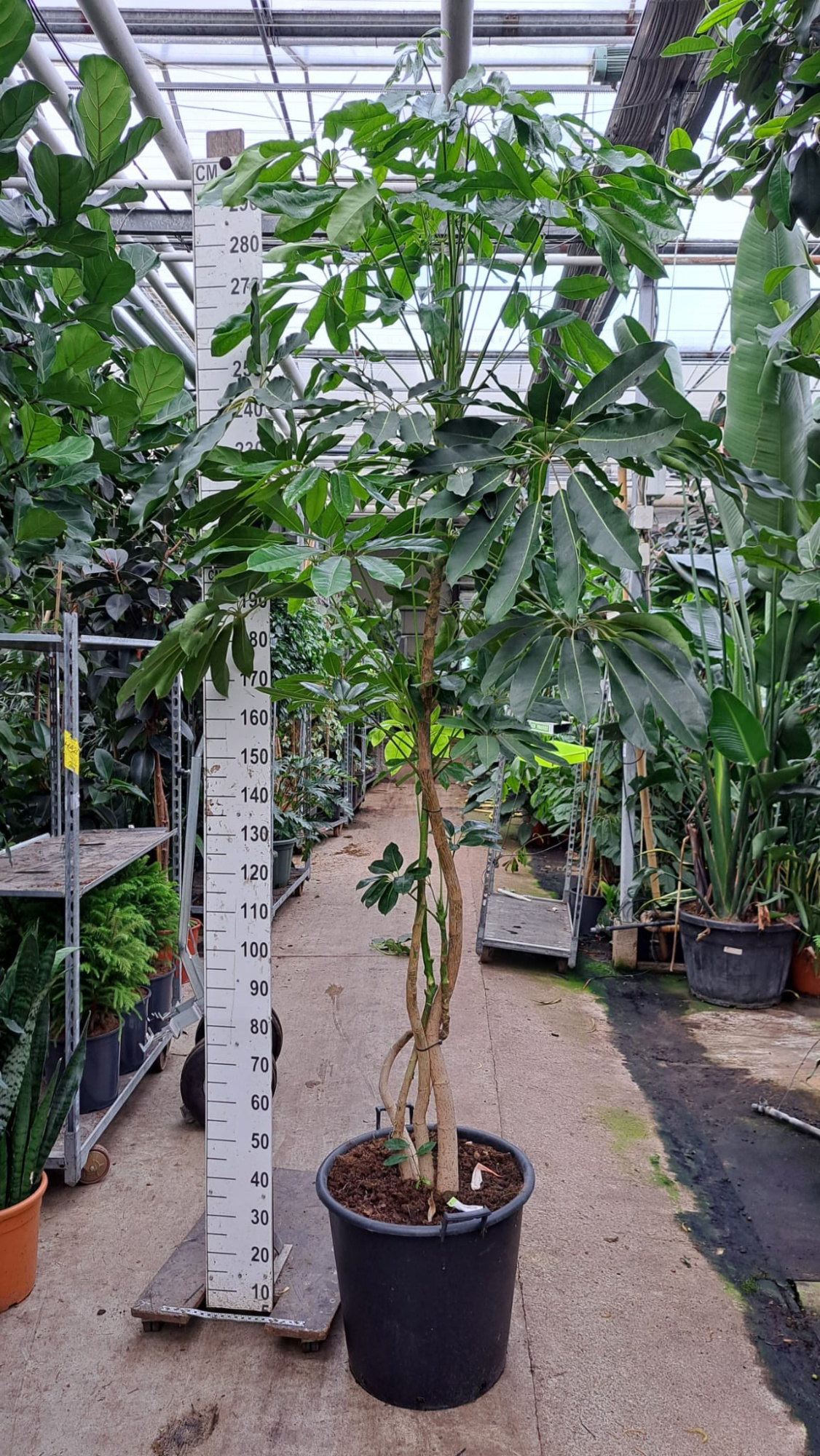Schefflera Amate stam XL 300, D 50 cm