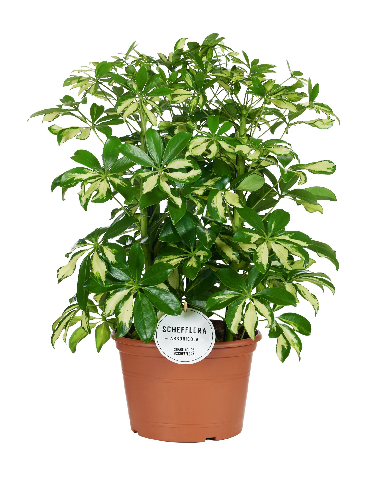 Schefflera Gerda Toef, D 21 cm