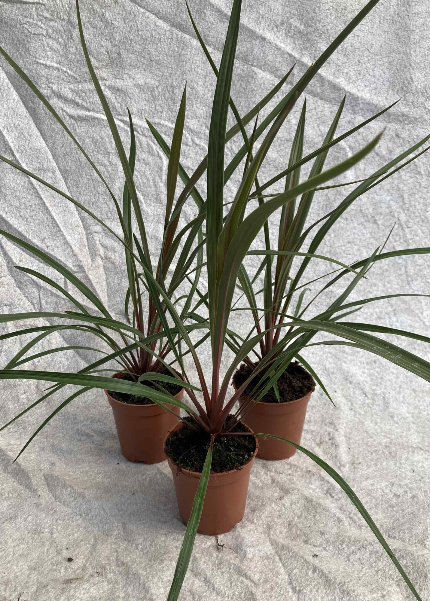 CORDYLINE AUSTRALIS 'Red Heart', D 11 cm