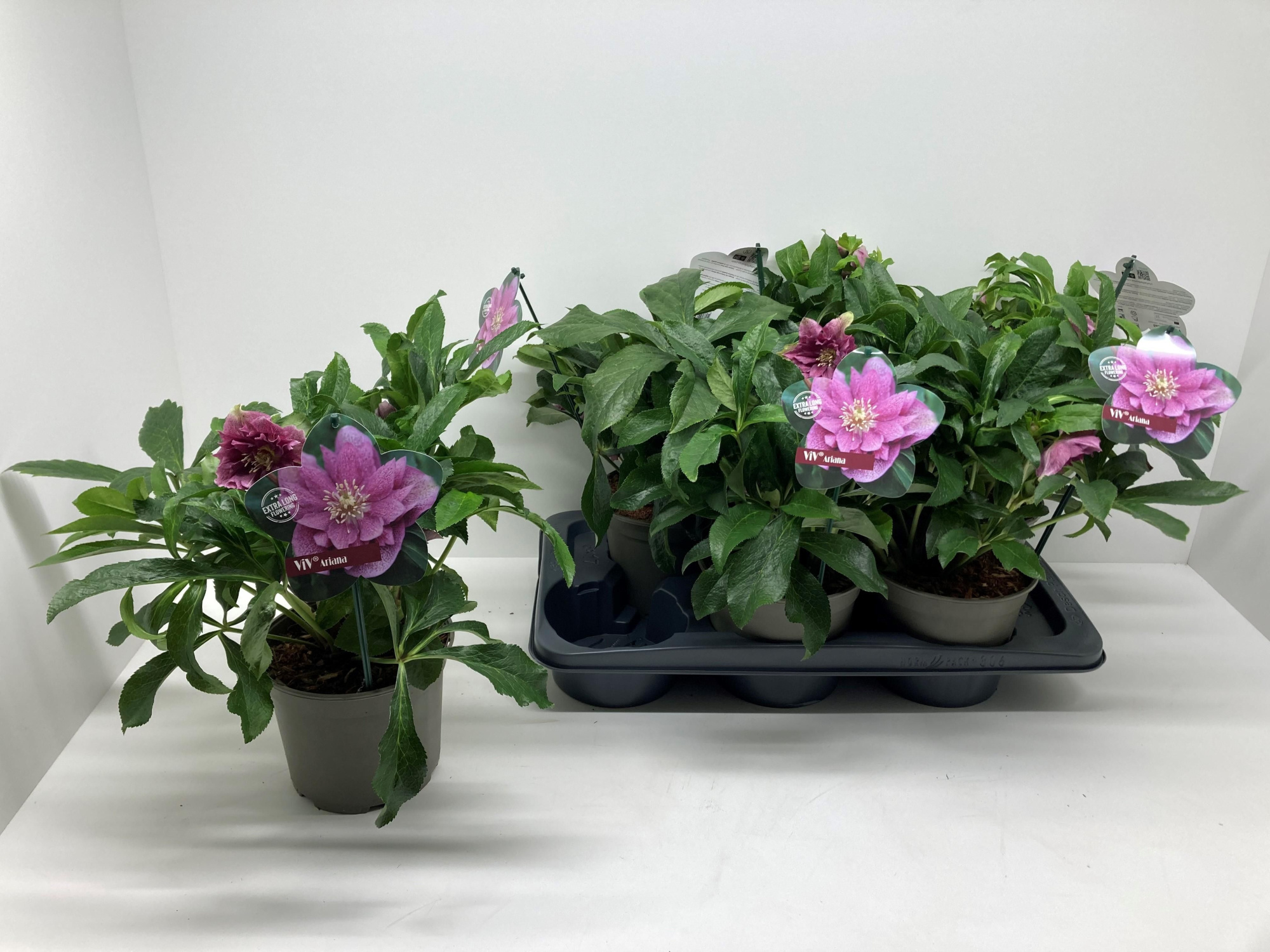 Helleborus orientalis 'ViV Ariana', D 17 cm