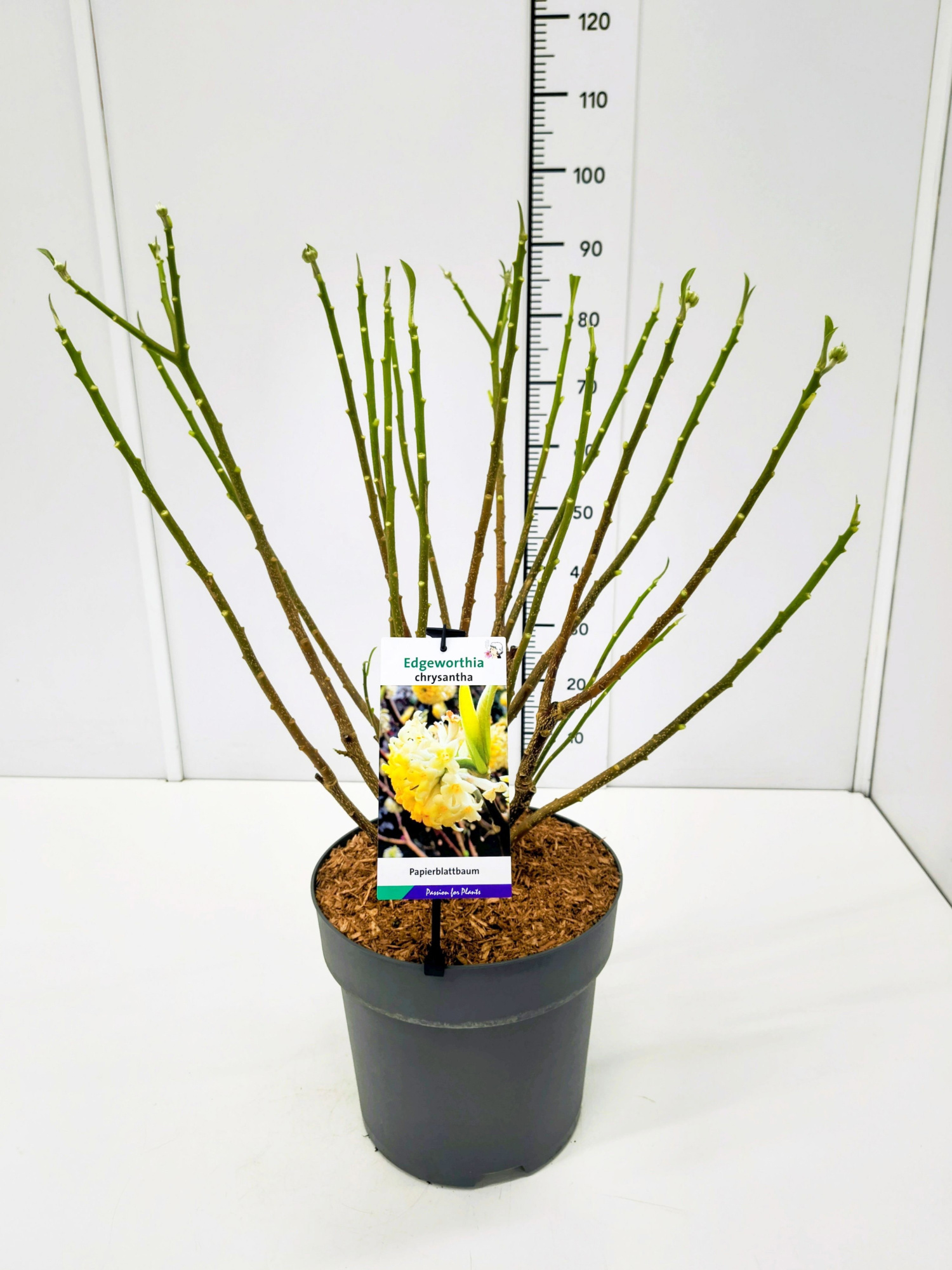 Edgeworthia chrysantha KN60-80C12, D 28