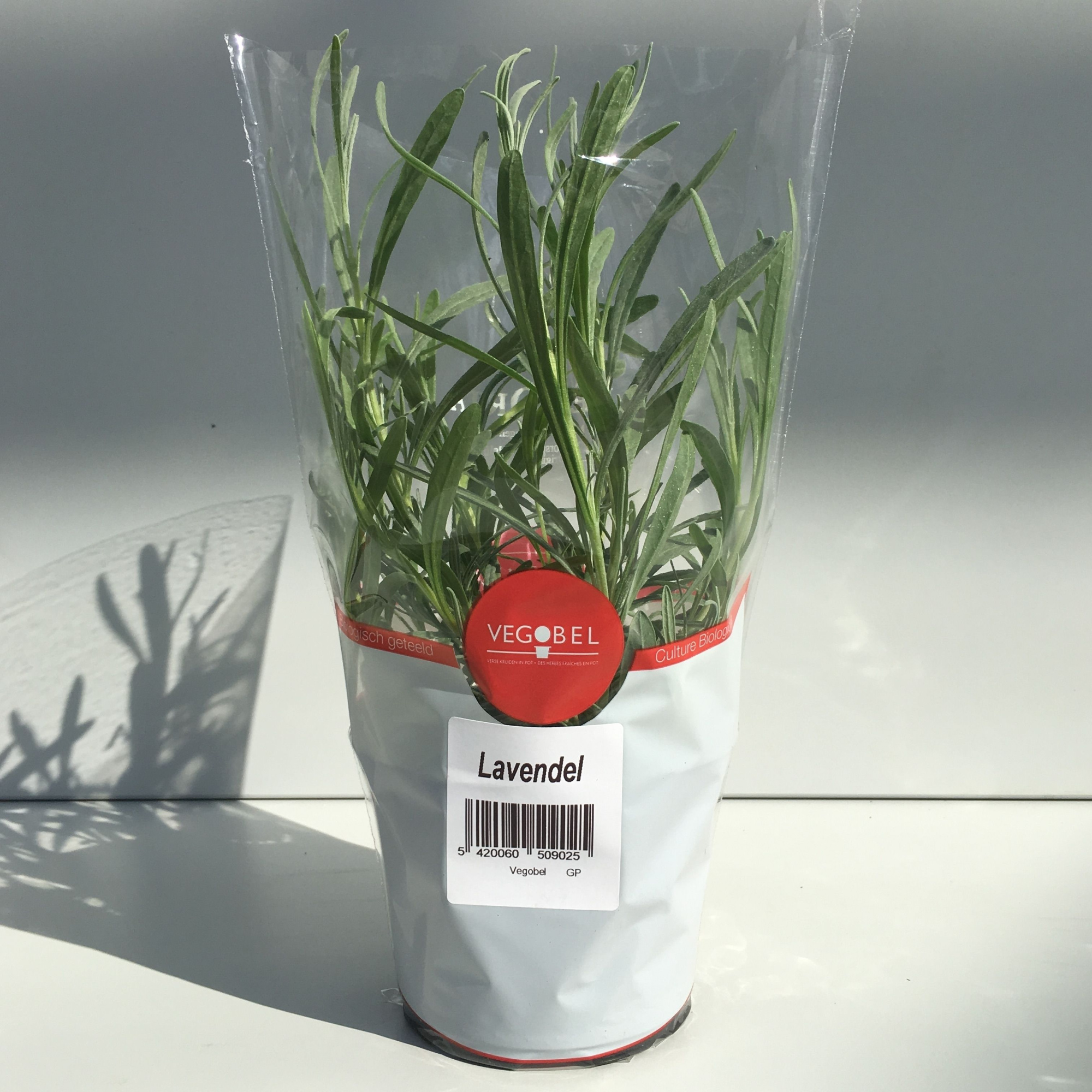 Lavendel P12, D 12 cm