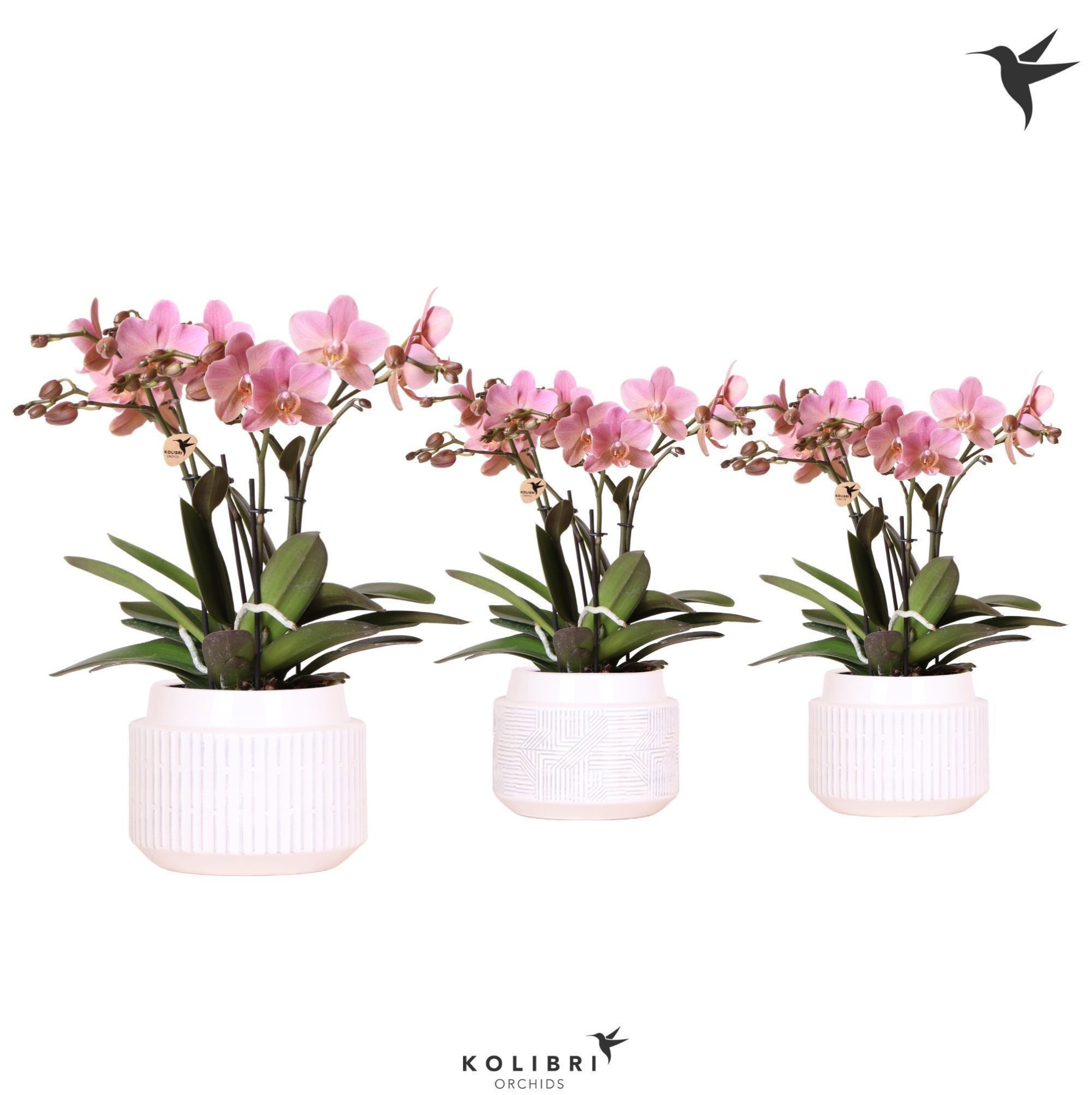 Kolibri Orchids Phalaenopsis Treviso in Maze pot white, D 12 cm