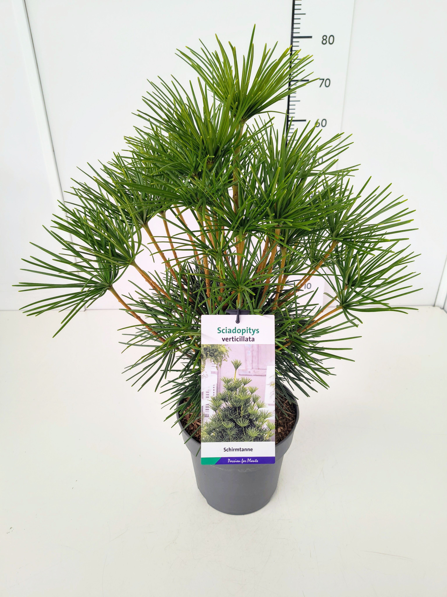 Sciadopitys verticillata 40-50C5, D 23 cm