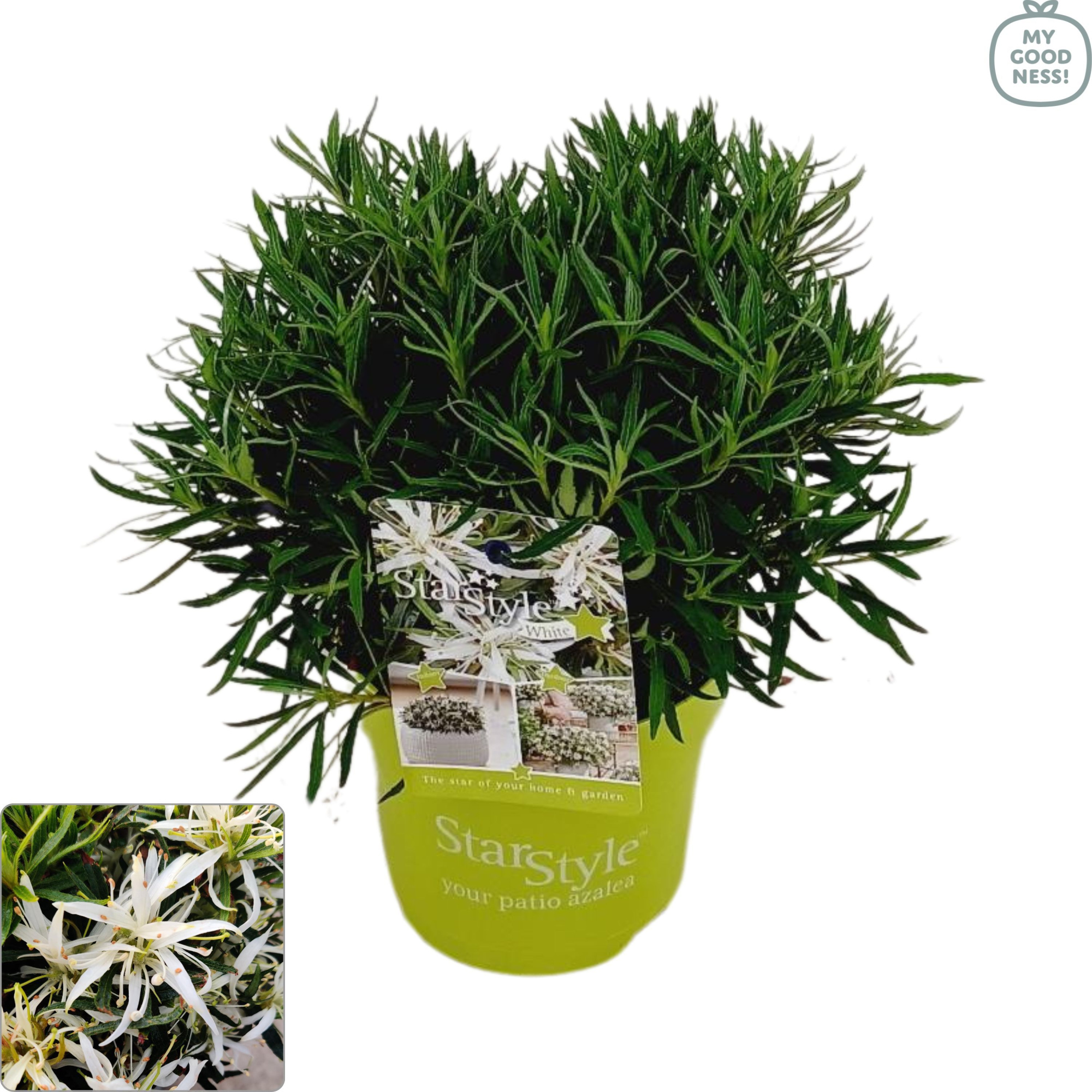 Azalea 25/P15 'Star Style® White', D 15