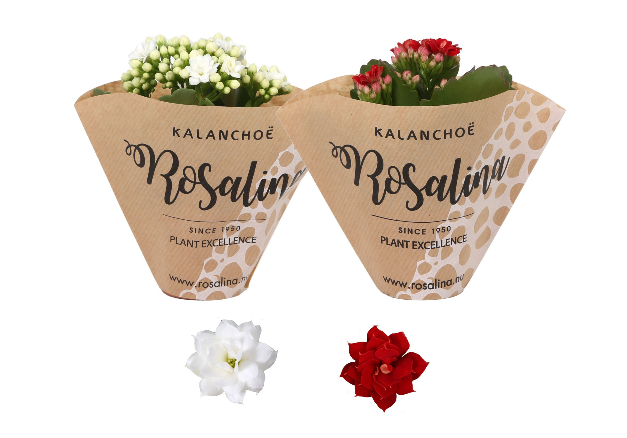 KP-841.2 - Kalanchoe Rosalina 06cm kerstmix, papieren hoes, D 6