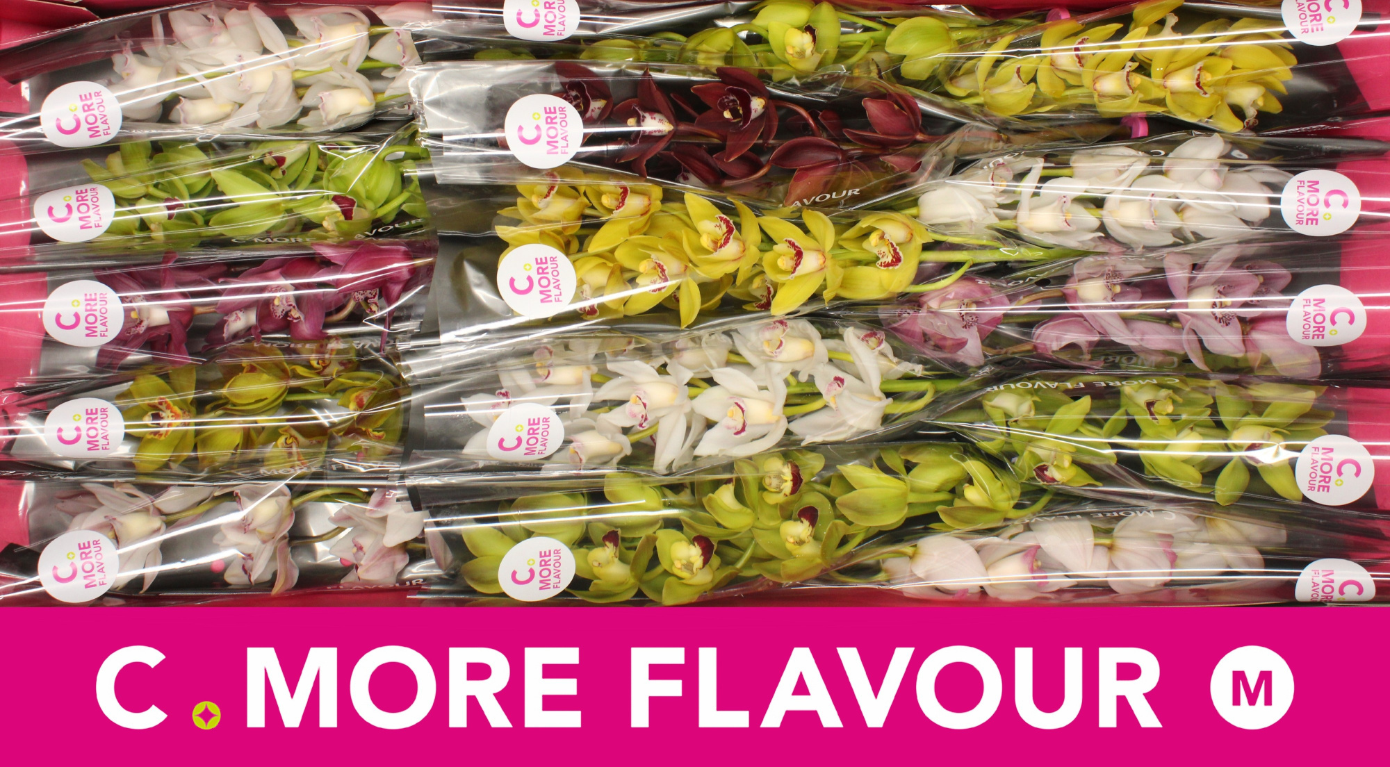 Цимбидиум мини Микс x15 50, шт.