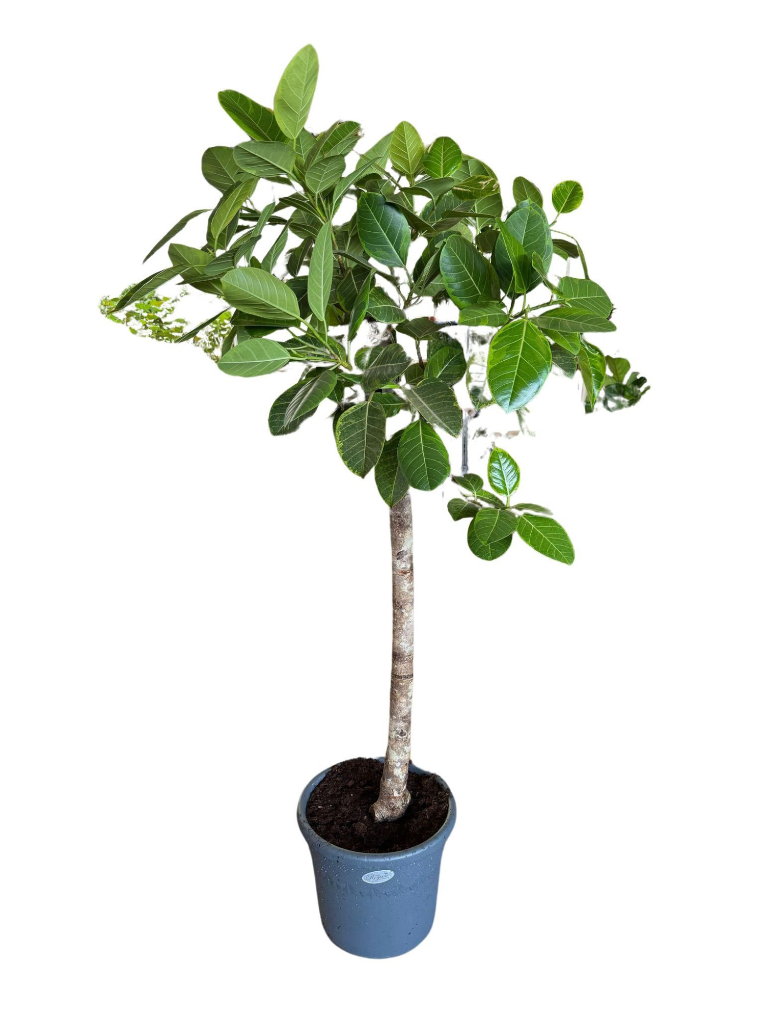 Ficus Benghalensis Altissima Rechte stam p48, D 48 cm