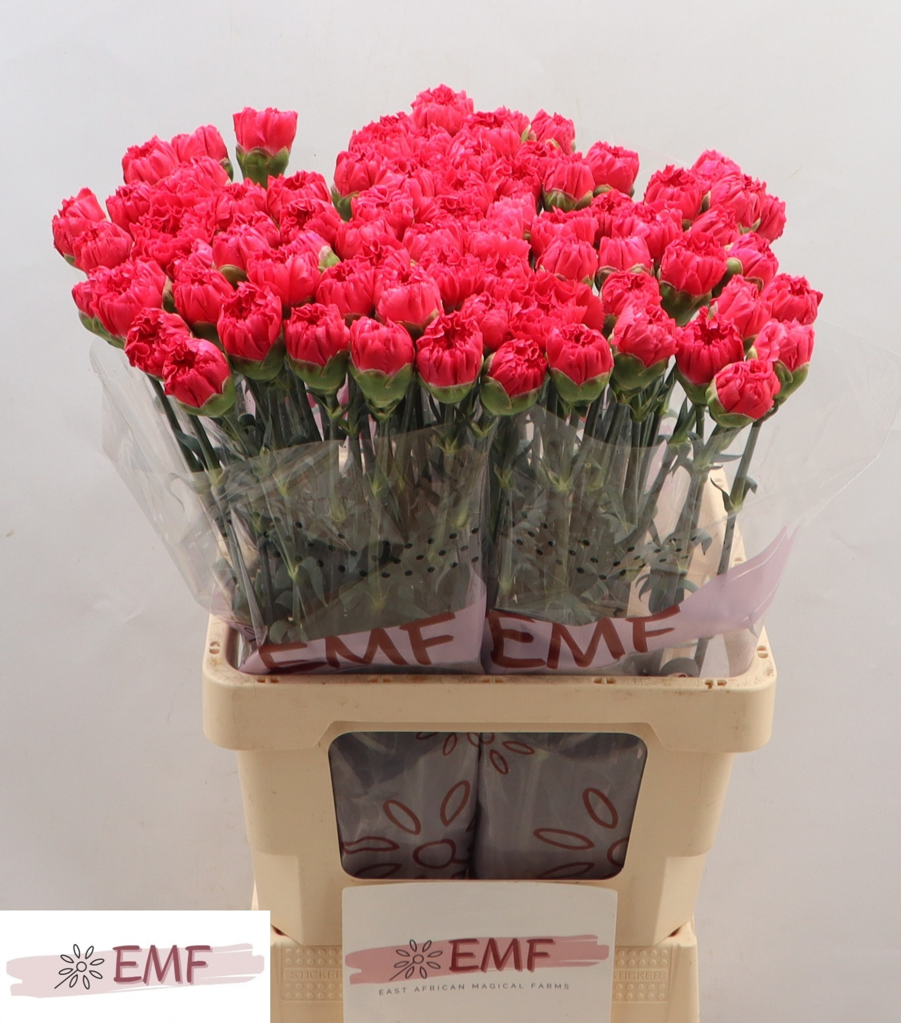 Диантус од. Сервантес, шт.