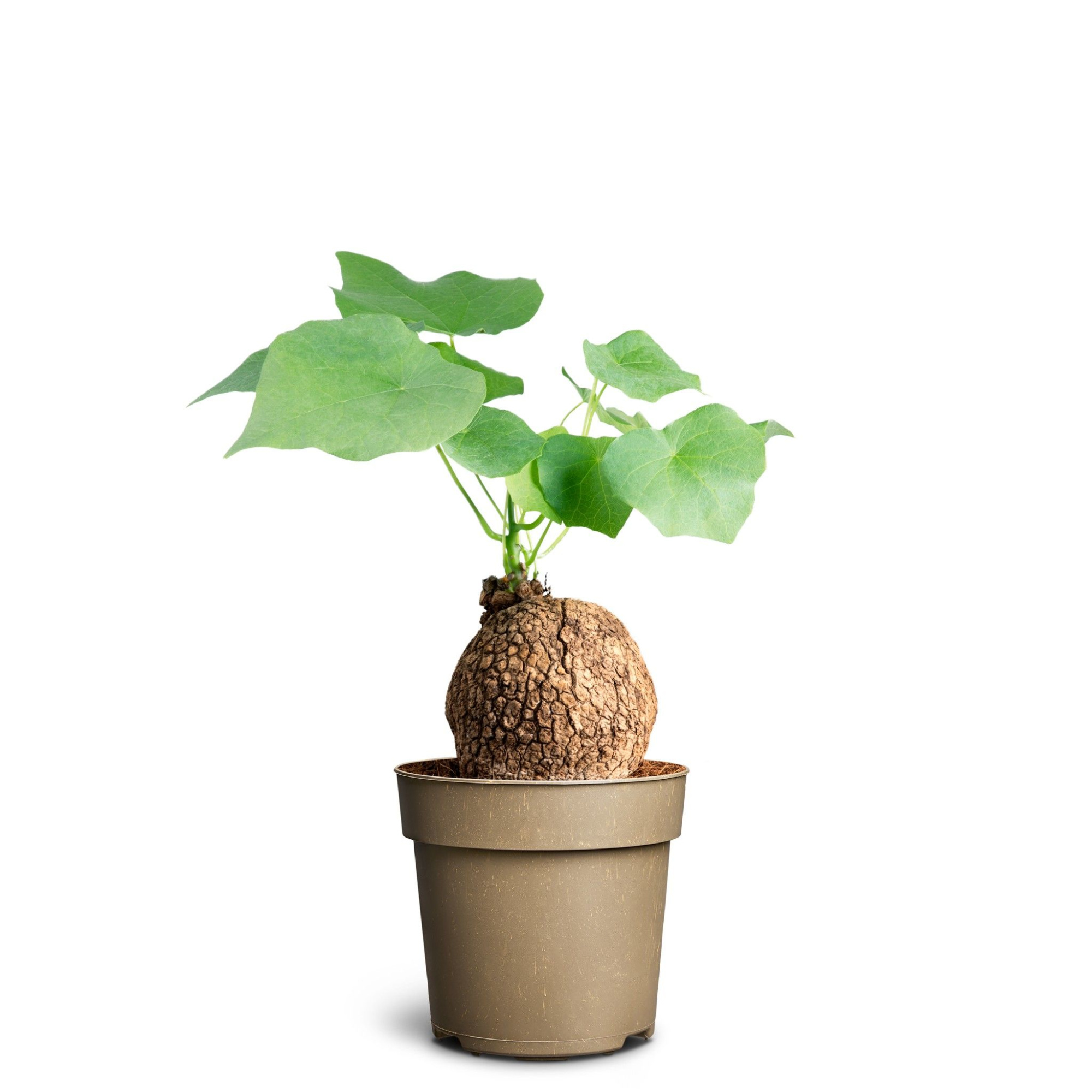 Stephania suberosa, D 14 cm