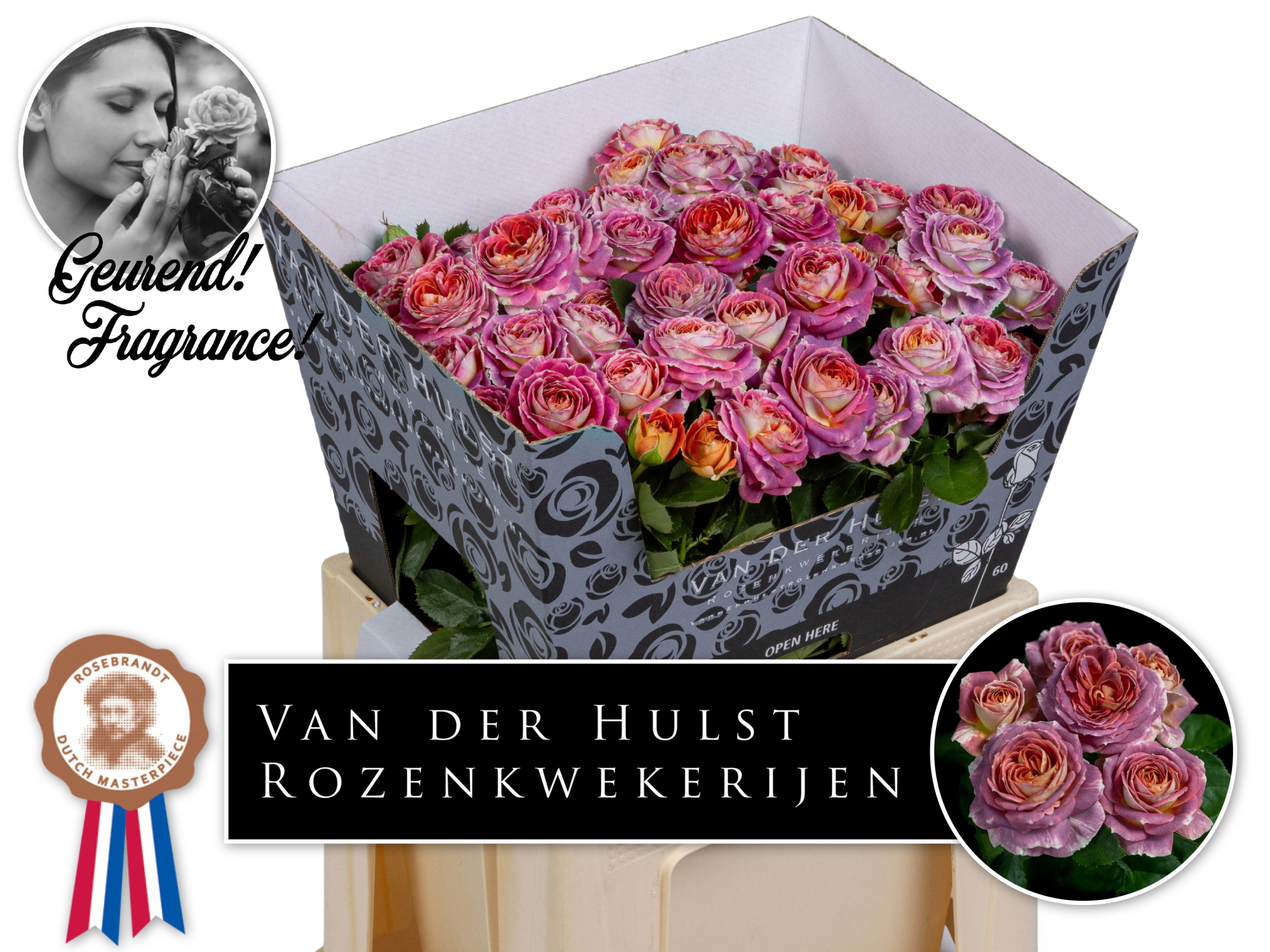 Роза куст. Мэджик Страйк 60, шт.