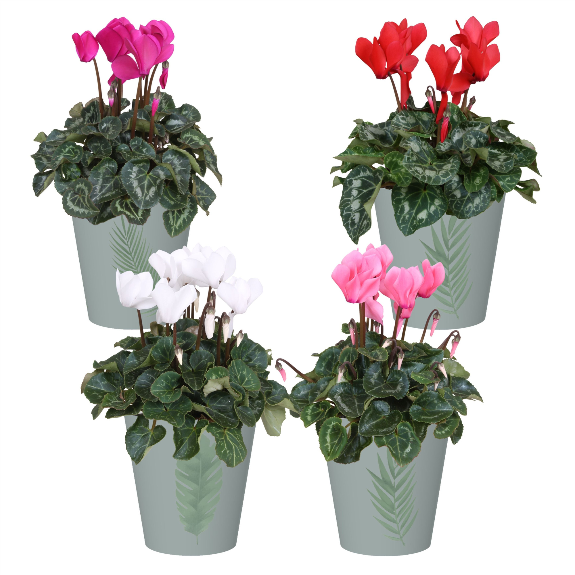 Cyclamen in Smartcup Manon Green, D 12 cm