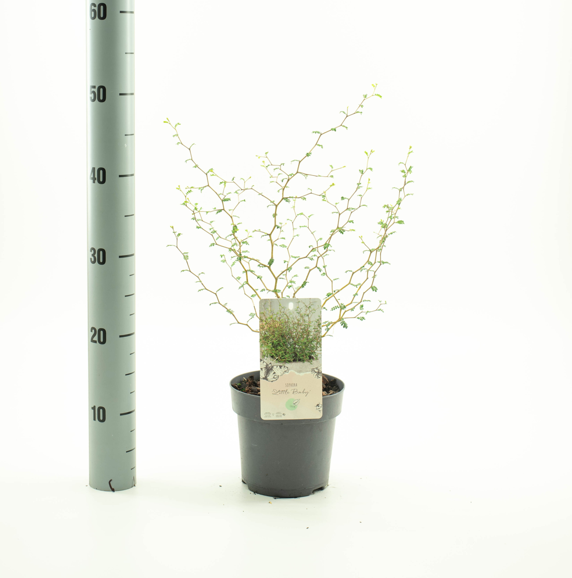 Sophora pros. 'Little Baby', D 15