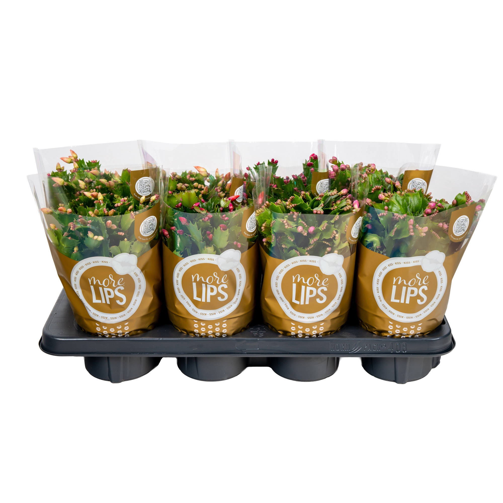 Schlumbergera Morelips 13 cm, D 13 cm