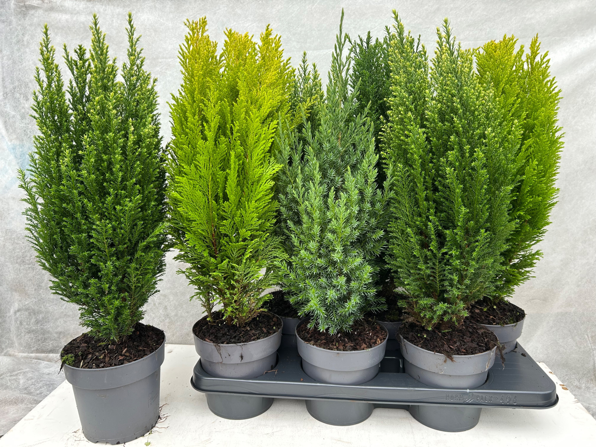 Coniferen gemengd, D 15 cm