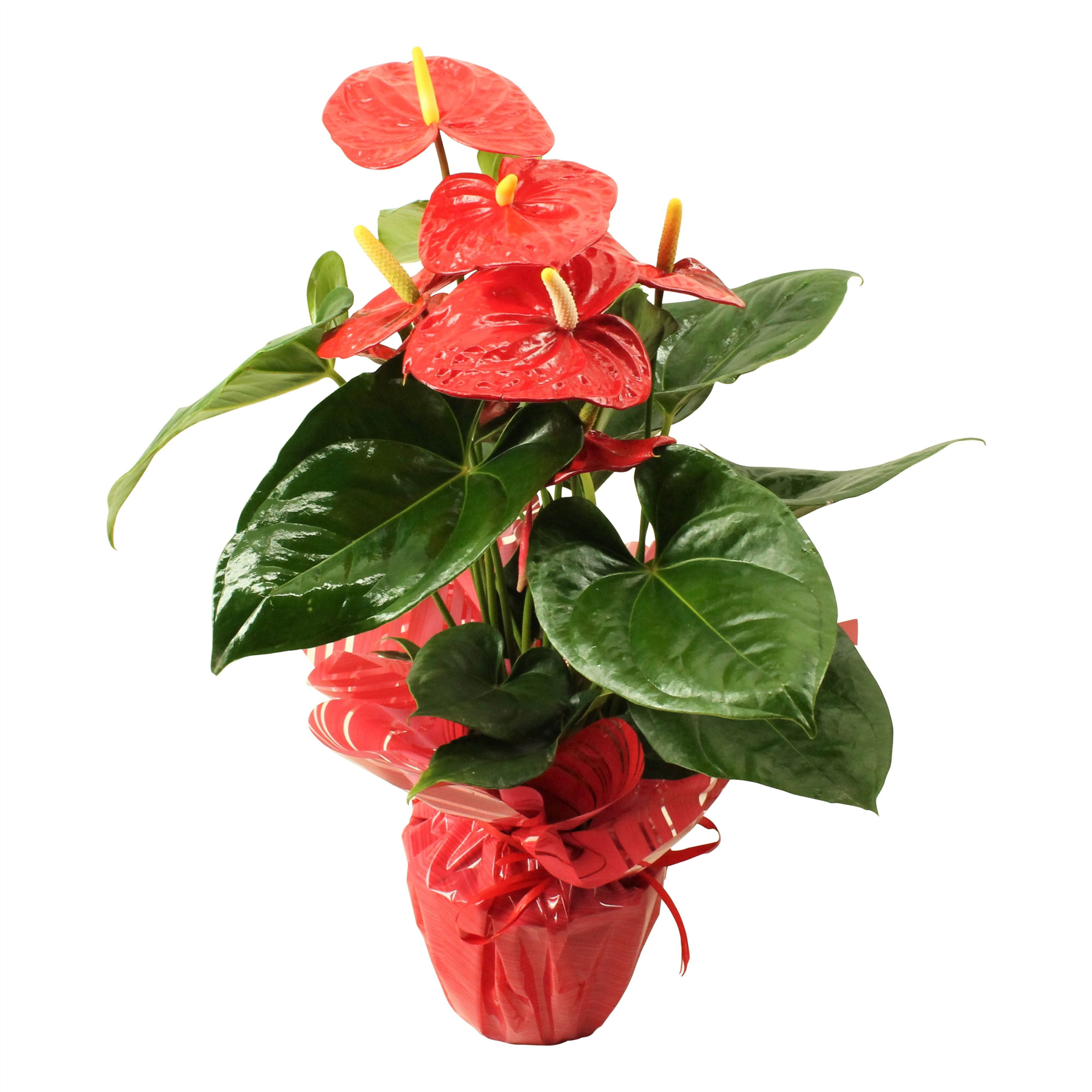 Anthurium XL.88 Aloha Red 14cm met rondello, D 14 cm