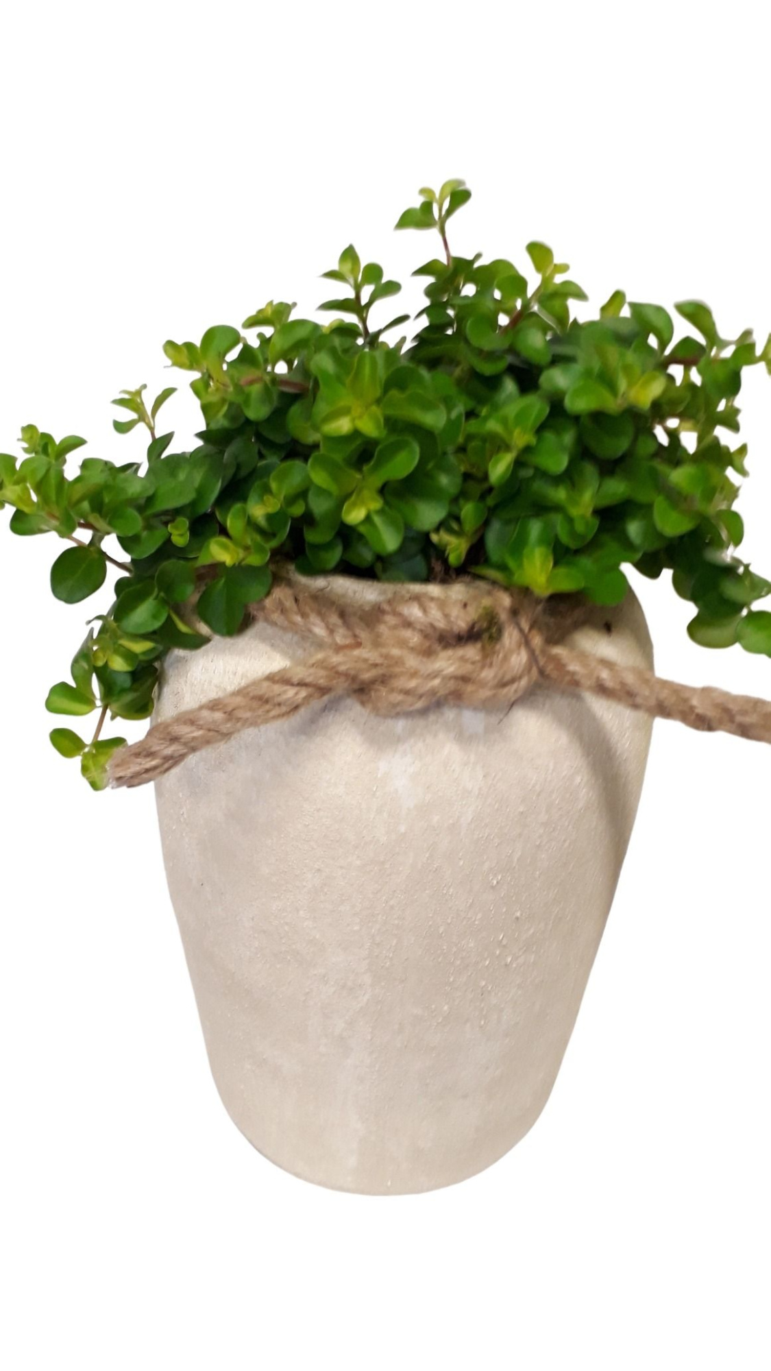 RWV17ROT Rude White Vase D17H35 Peperomia, D 17