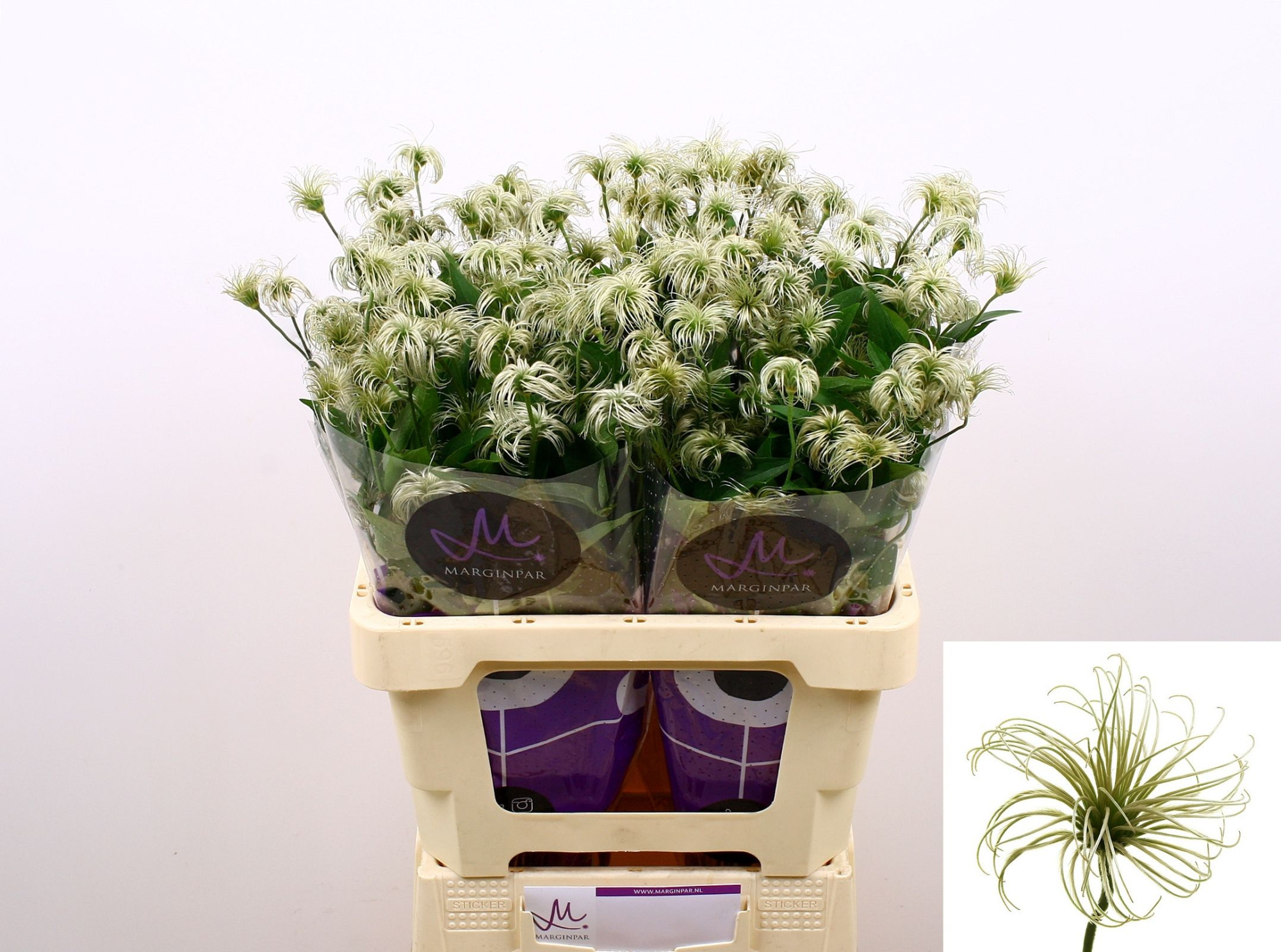 Клематис Кибо 60, шт.